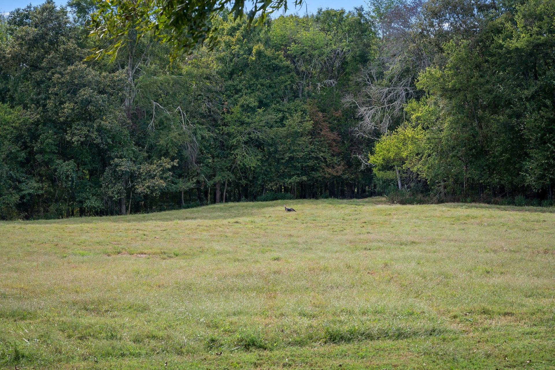 3466 Foster Chapel Rd, Columbia, TN 38401 3466 Foster Chapel Rd, Columbia, TN 38401