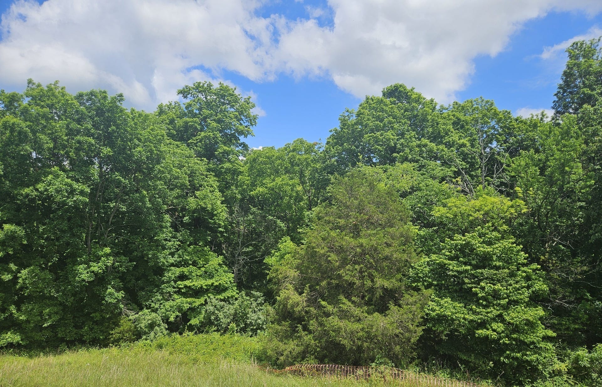 838 Drivers Cir, Columbia, TN 38401 See our beautiful treelined homesites