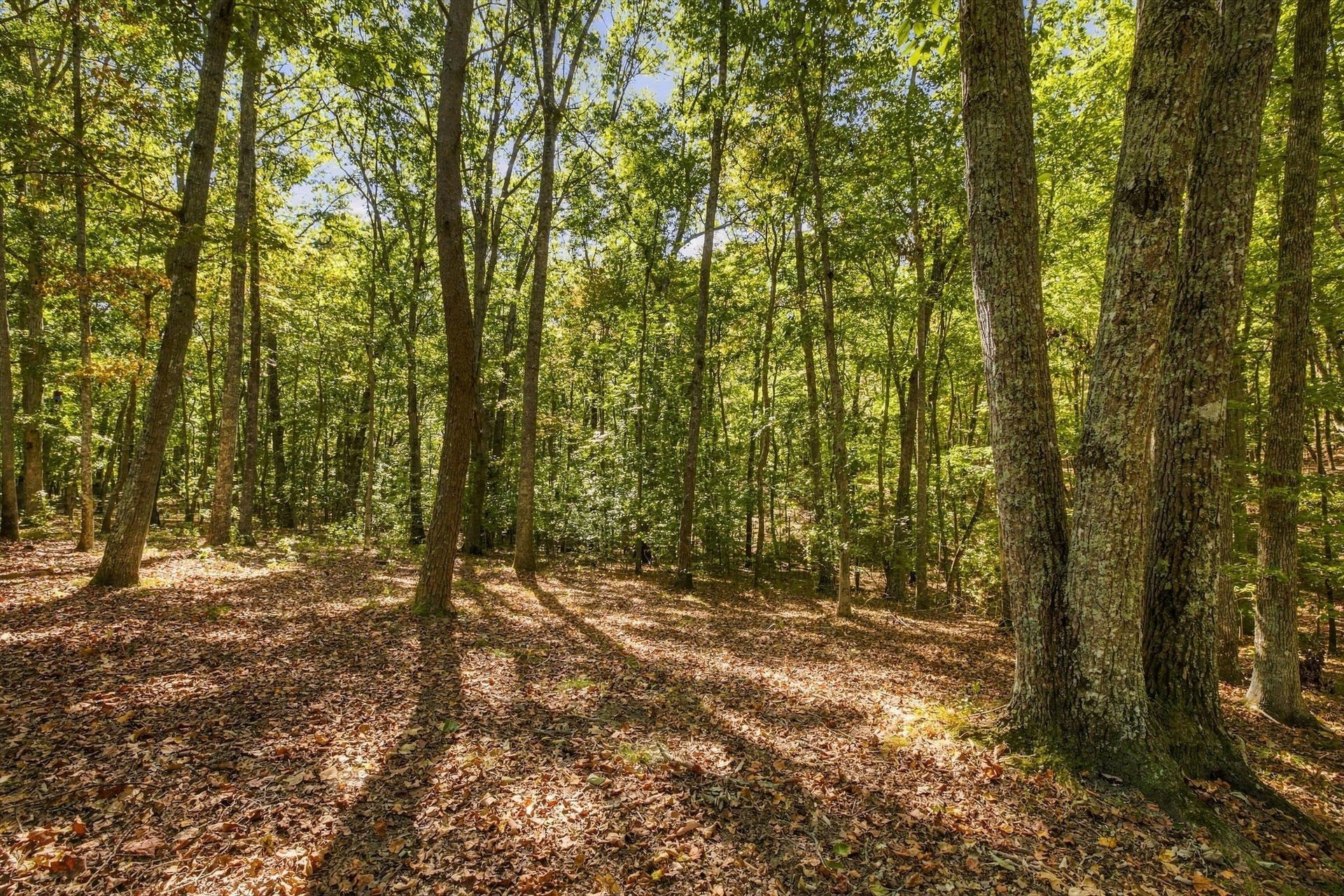 2241 Sarvisberry Pl, Monteagle, TN 37356 2241 Sarvisberry Pl, Monteagle, TN 37356