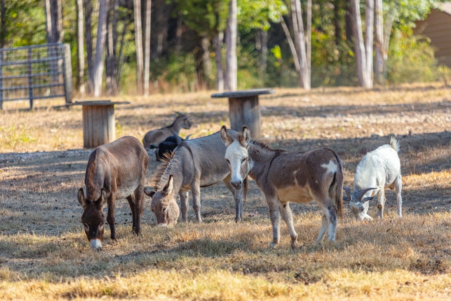 Friends who will greet you on this amazing property