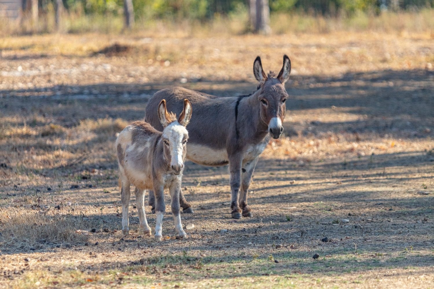 Come and see us, aren't we adorable! Me and my mommy just love this place.