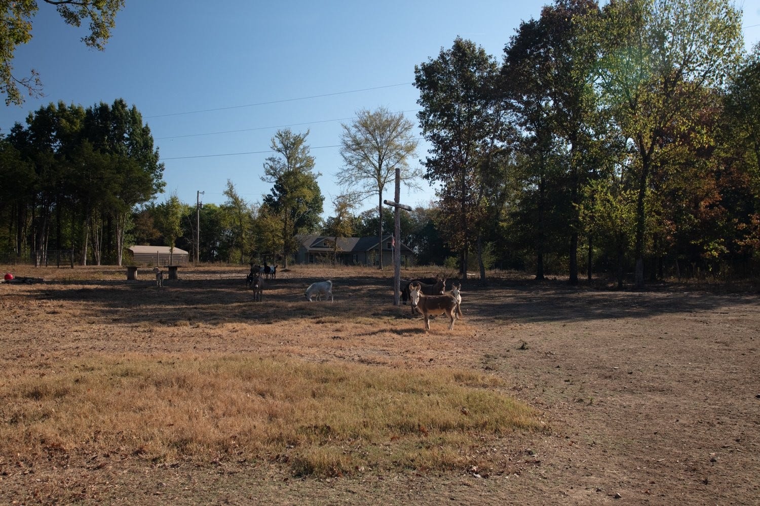 Perfect property for any type of livestock or horses