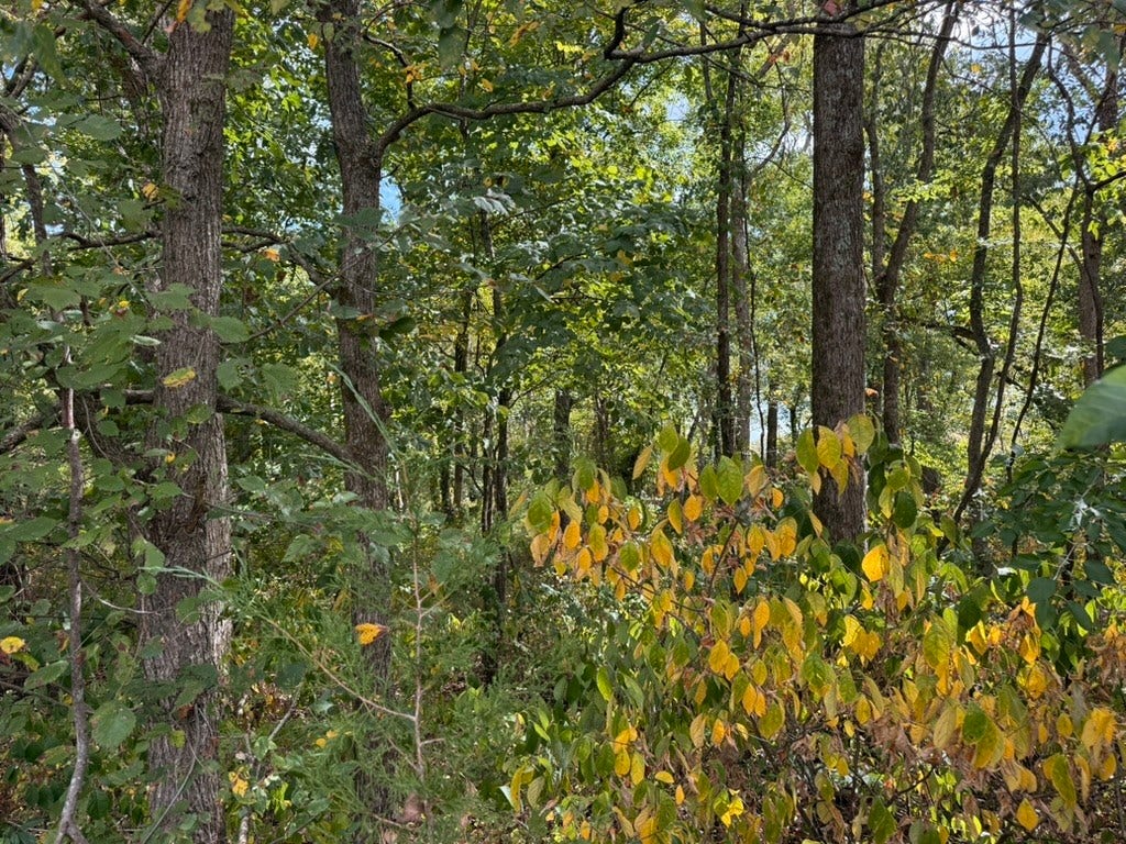 0 Cox Rd, Arrington, TN 37014 0 Cox Rd, Arrington, TN 37014