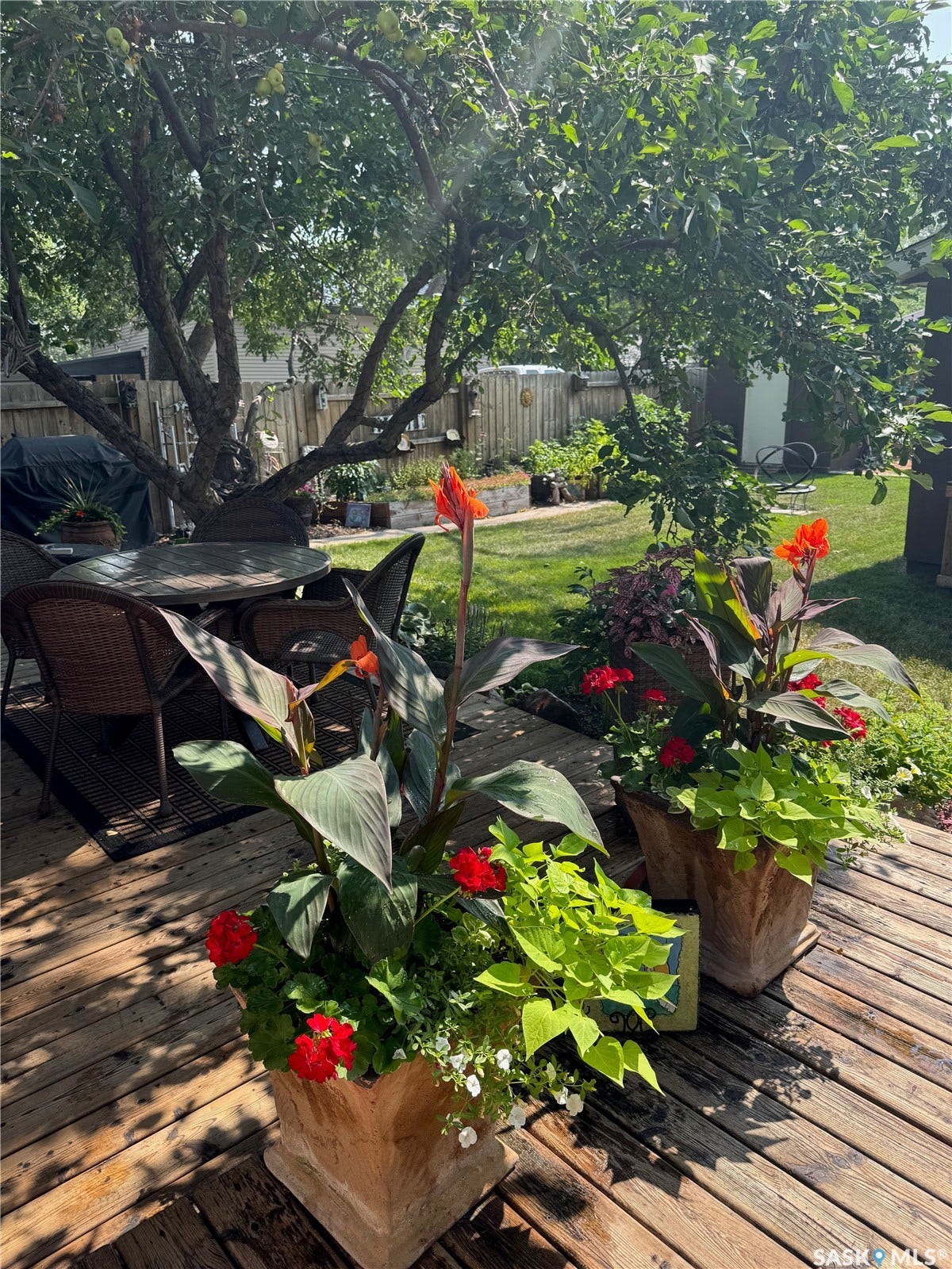 back yard in summer
