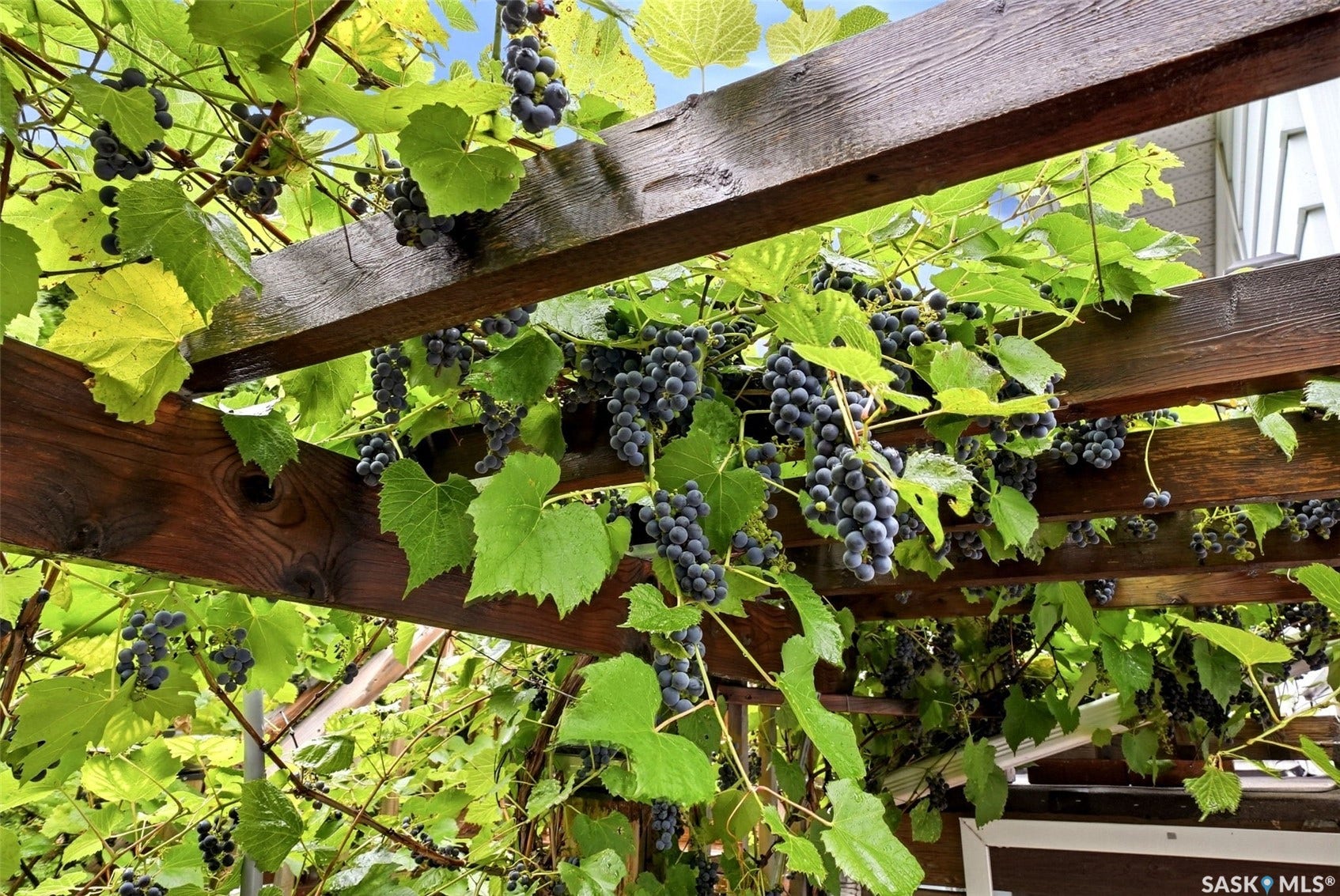 Wood pergola with mature grapevines and fruit