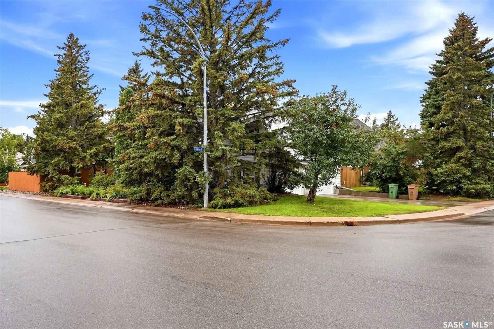 Expansive corner lot with mature evergreen trees and a paved street