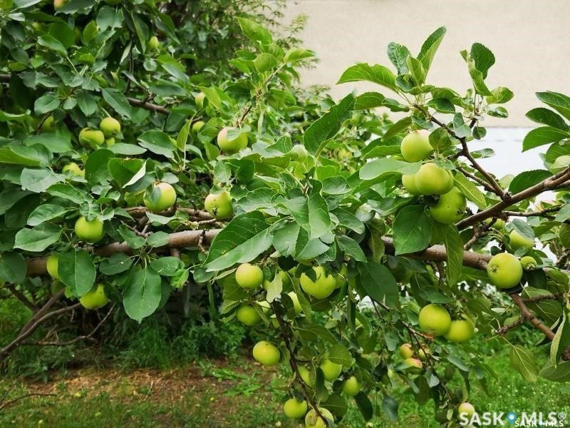 Mature fruit-bearing tree with abundant green apples and dense foliage
