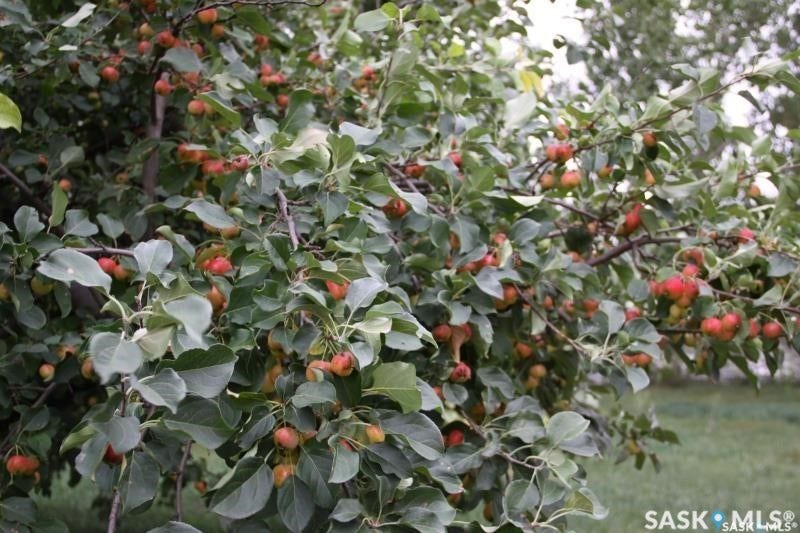 Mature tree with abundant green foliage and red-hued fruit