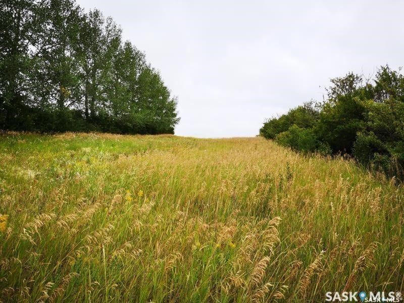 Expansive open field with natural vegetation and mature trees