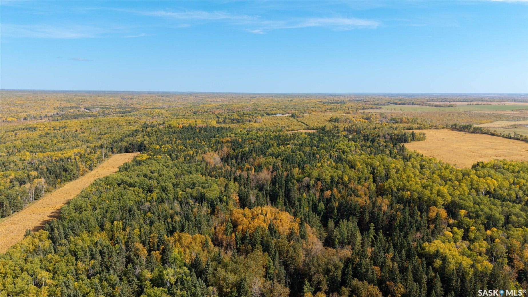 Expansive undeveloped land featuring mature trees, varying foliage, and open clearings