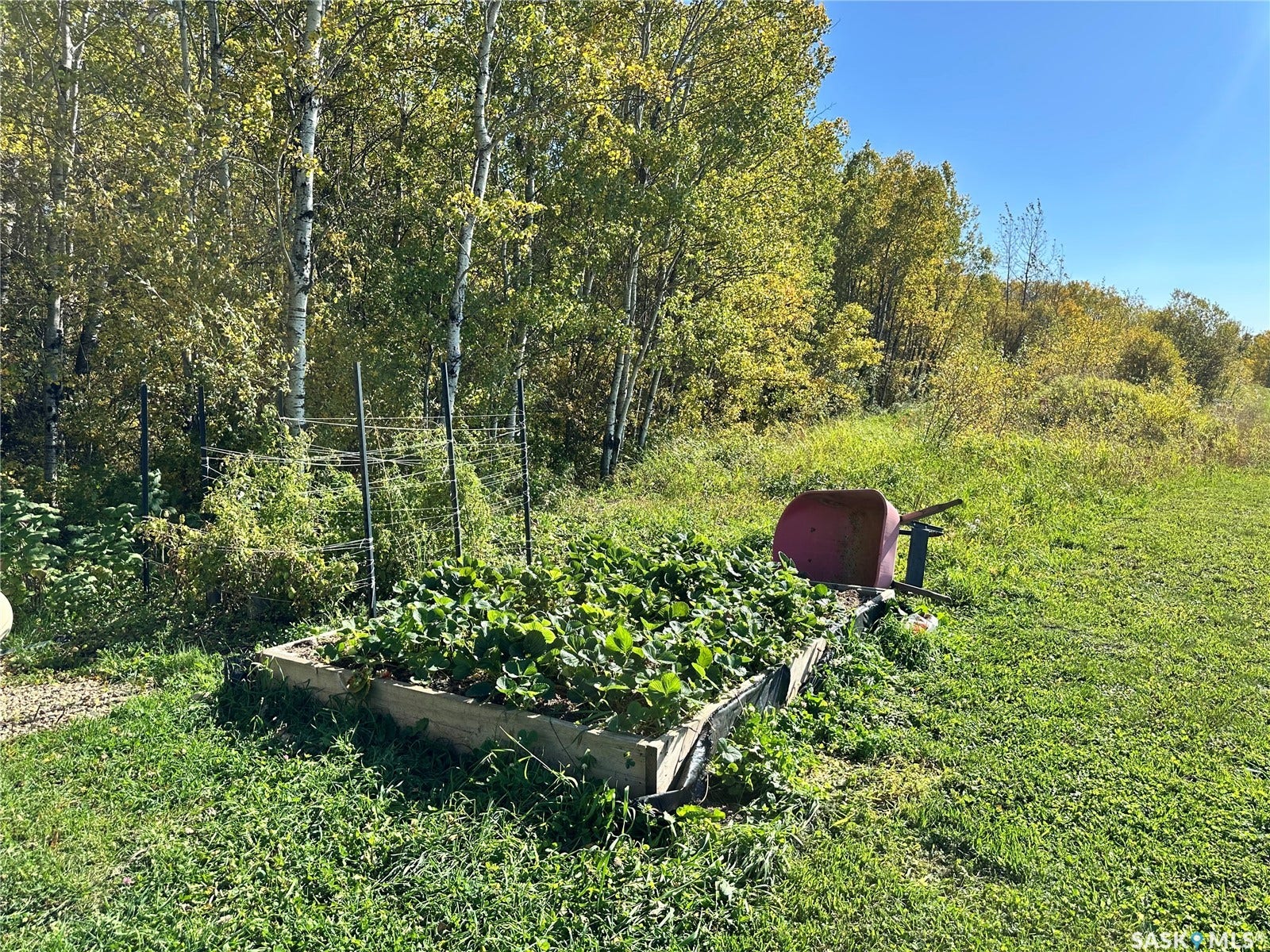 Raised garden bed with established plantings