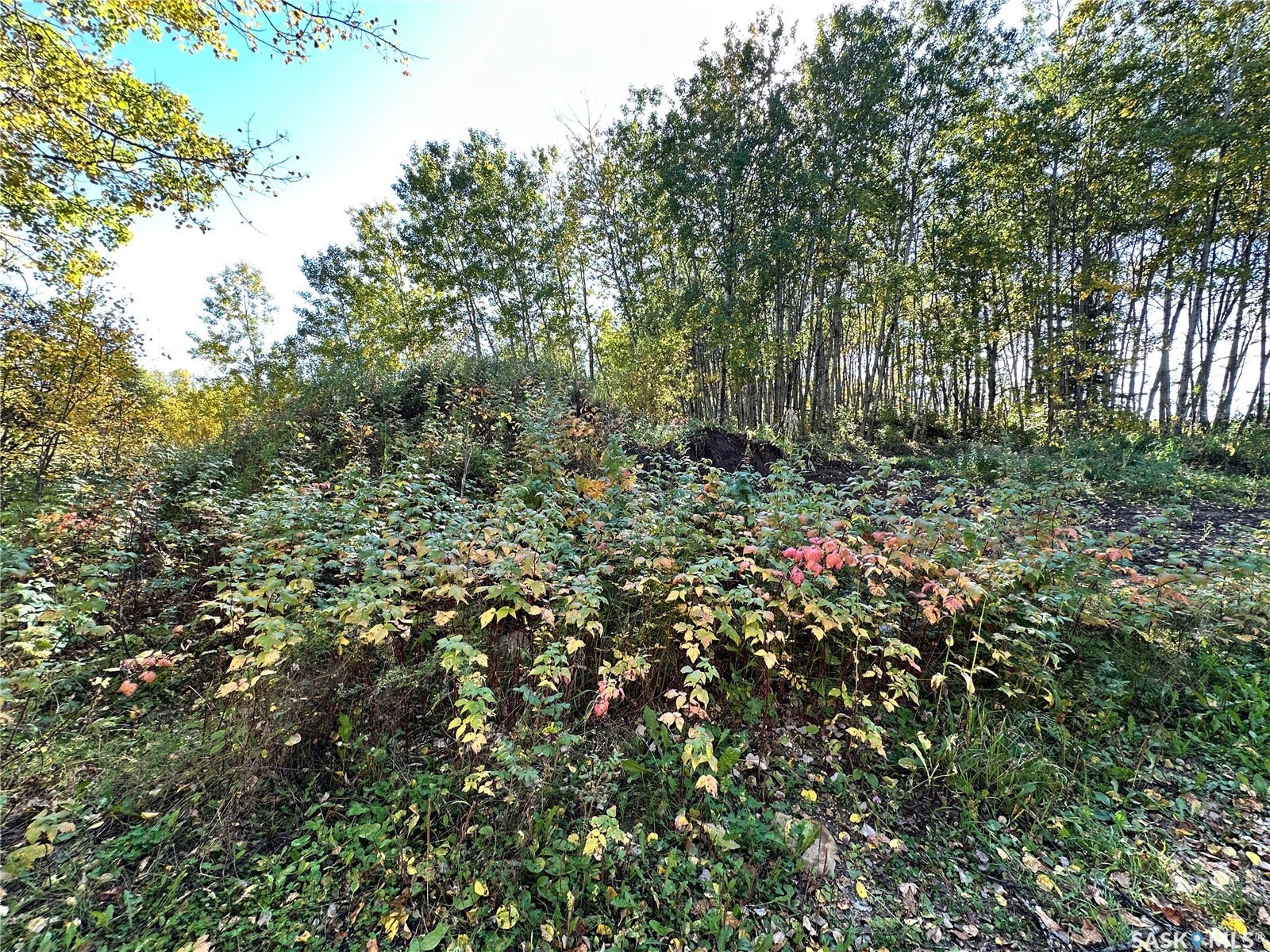 Wild saskatoon berries