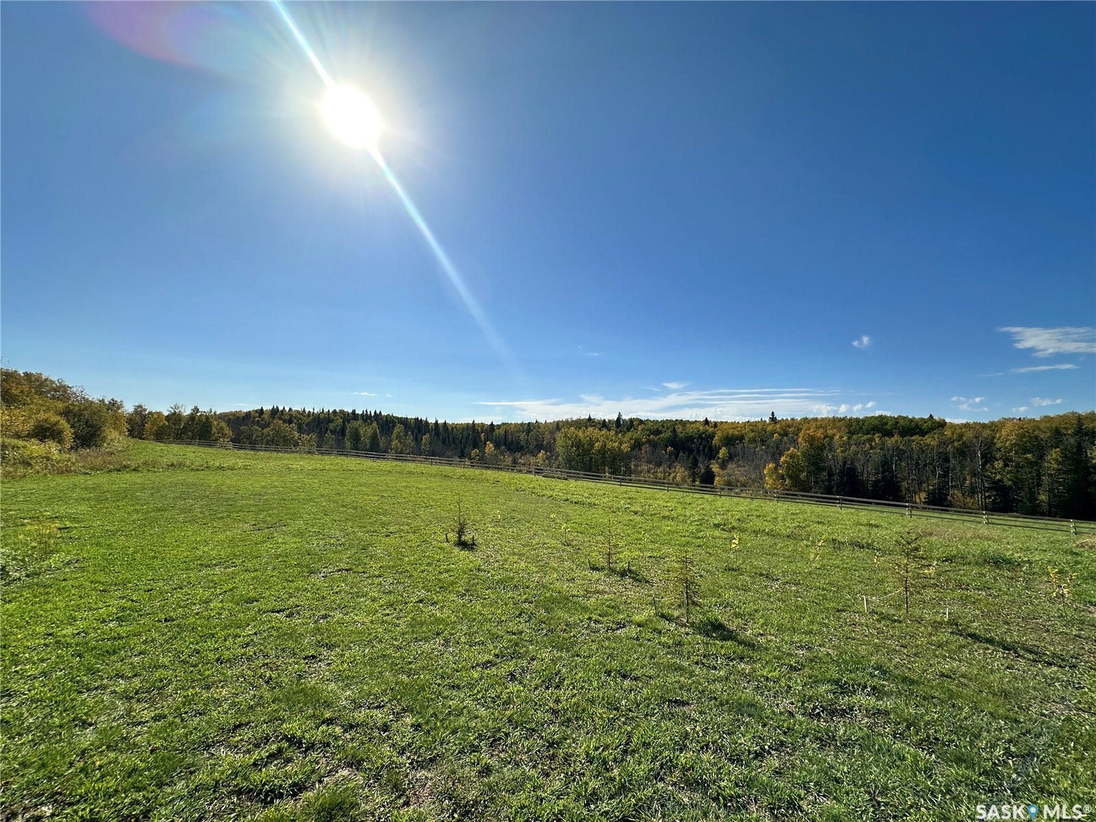 Expansive green space featuring scattered young trees and a treelined perimeter