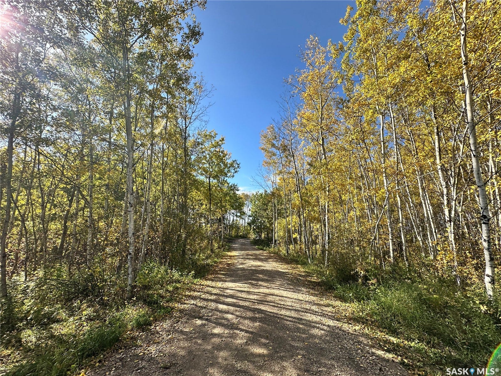 Wooded path bordered by mature trees with golden foliage