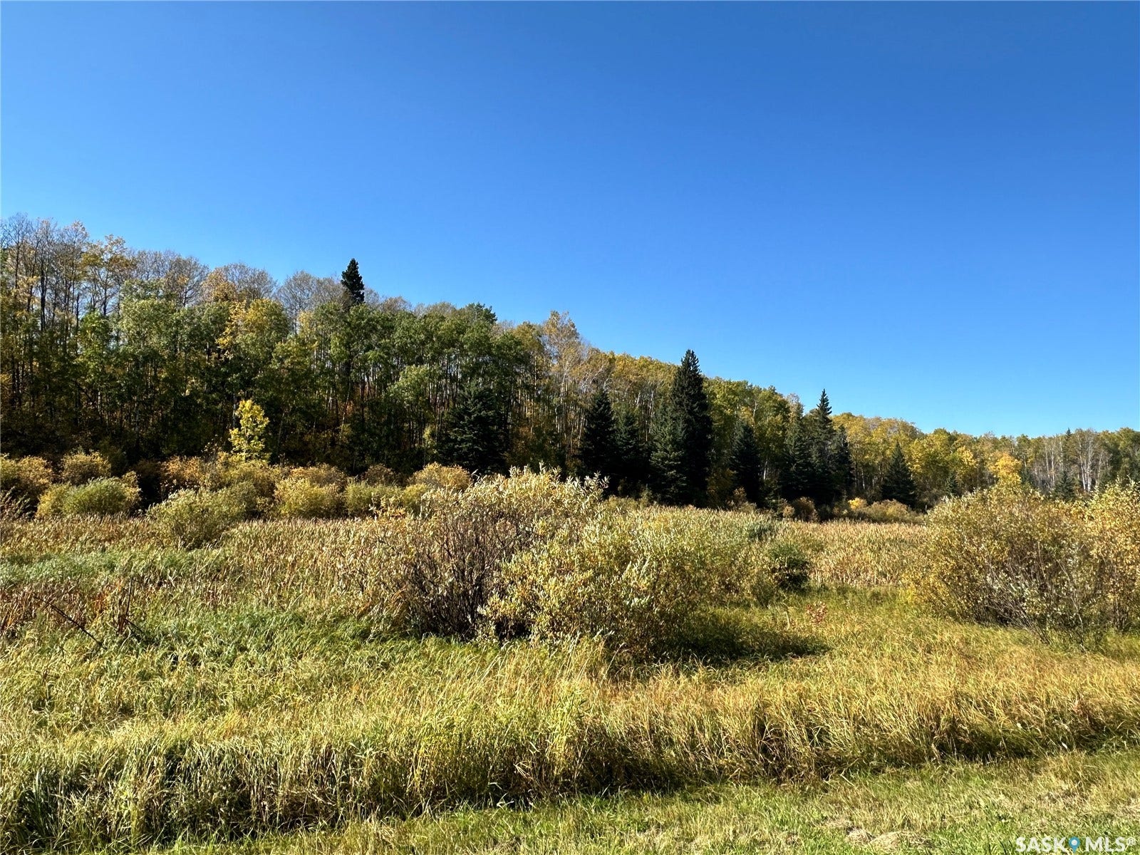 Expansive natural landscape featuring varied foliage and mature trees