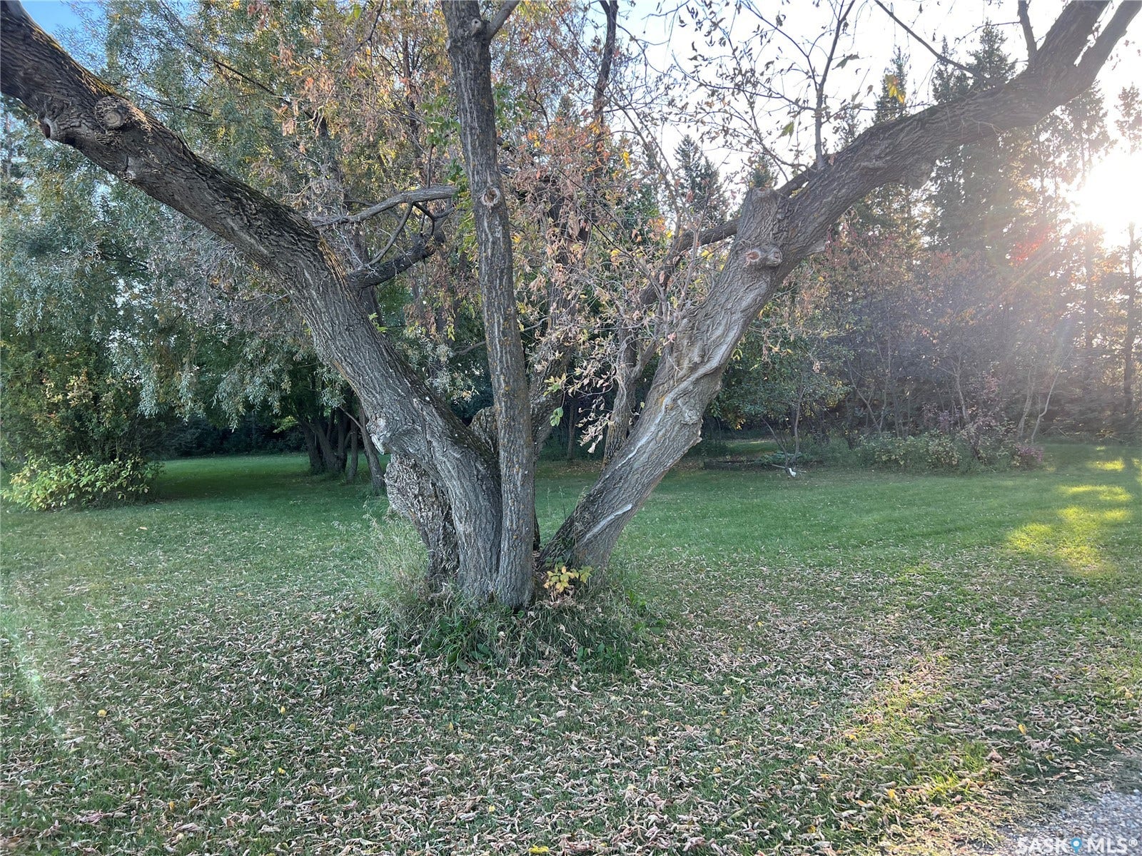 Expansive lawn area with mature trees and natural landscaping
