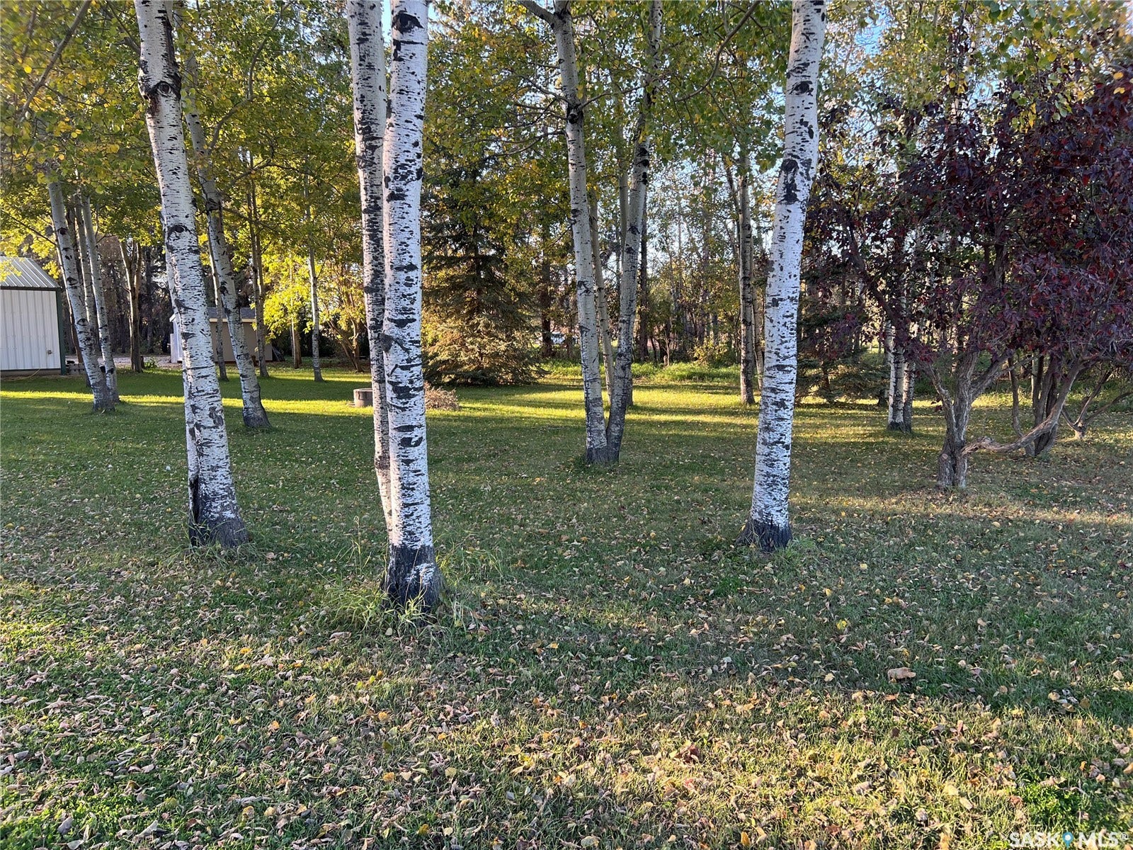 Expansive green space with mature trees