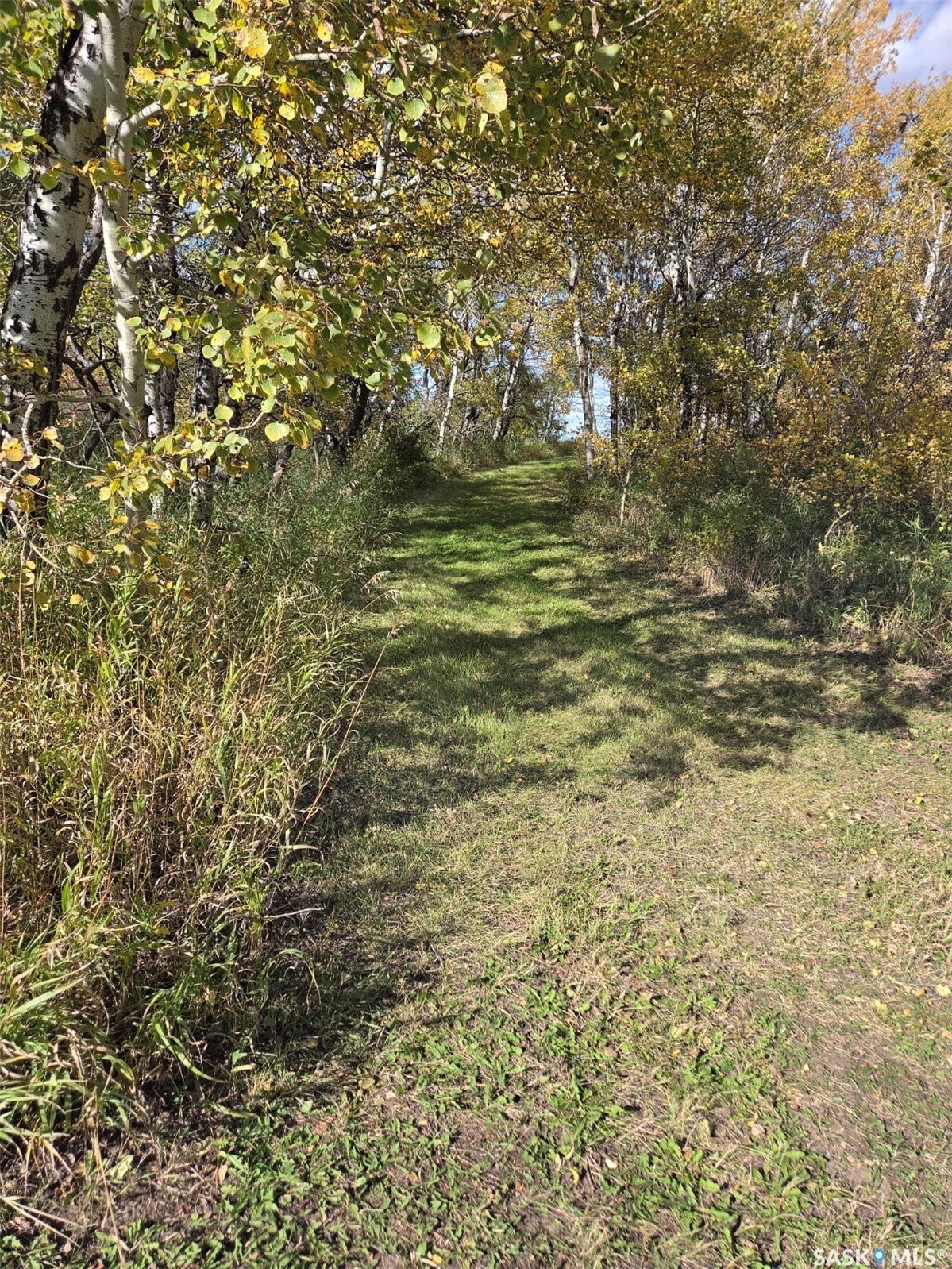 Grassed pathway bordered by mature trees with varied foliage