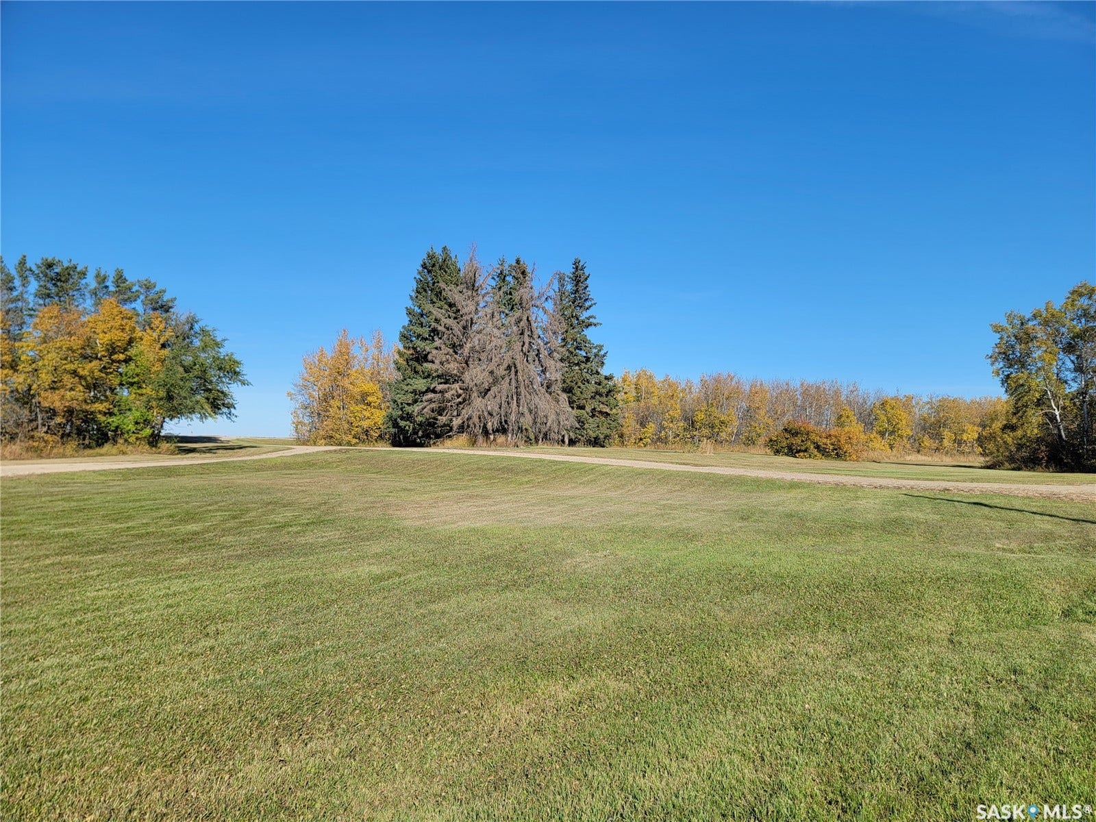 Expansive grassy terrain with a clear sky backdrop, bordered by mature trees