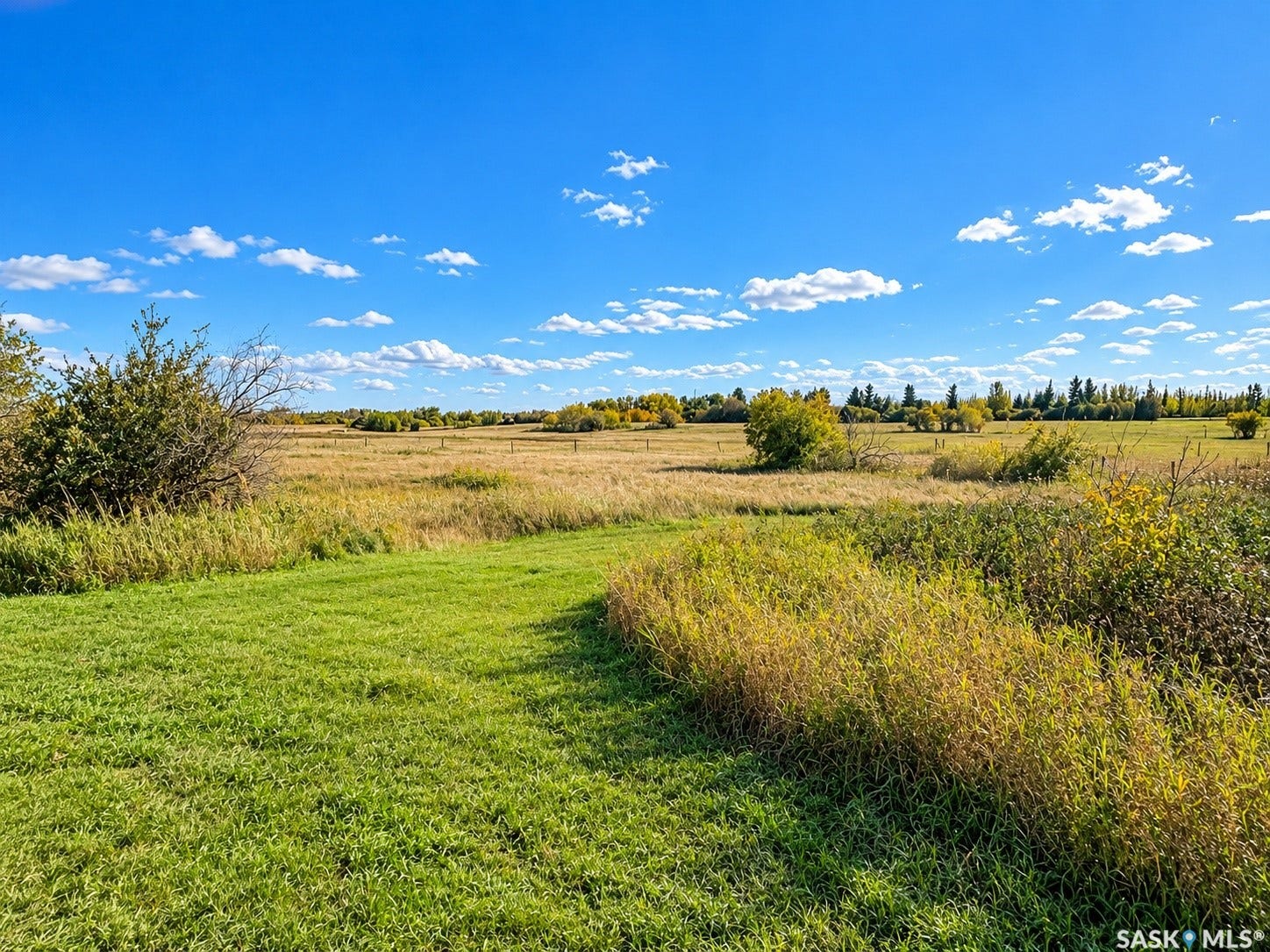 Expansive open field with varied green and golden grasses under a bright blue sky