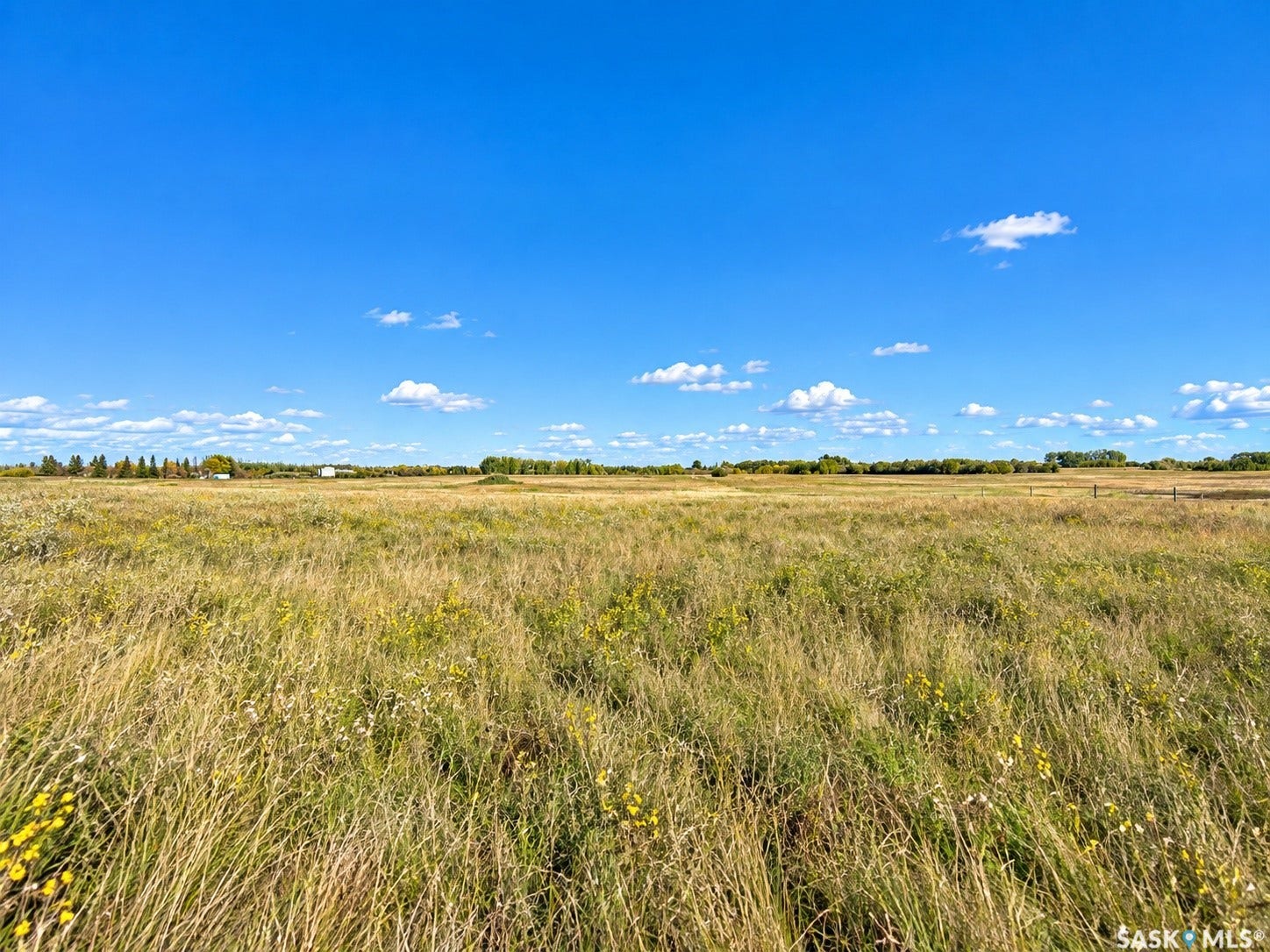 Expansive open field with natural grasses and distant treeline