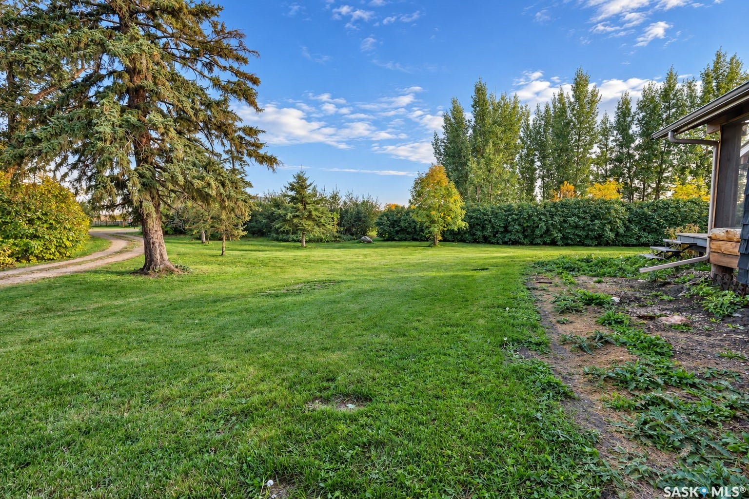 Expansive green lawn with mature trees and a gravel driveway