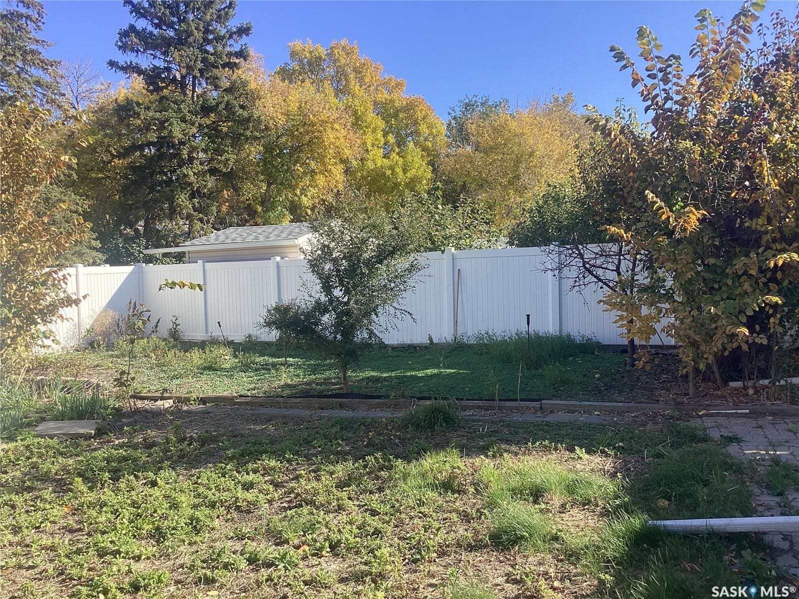 Backyard featuring a white privacy fence, mature trees, and a small sapling