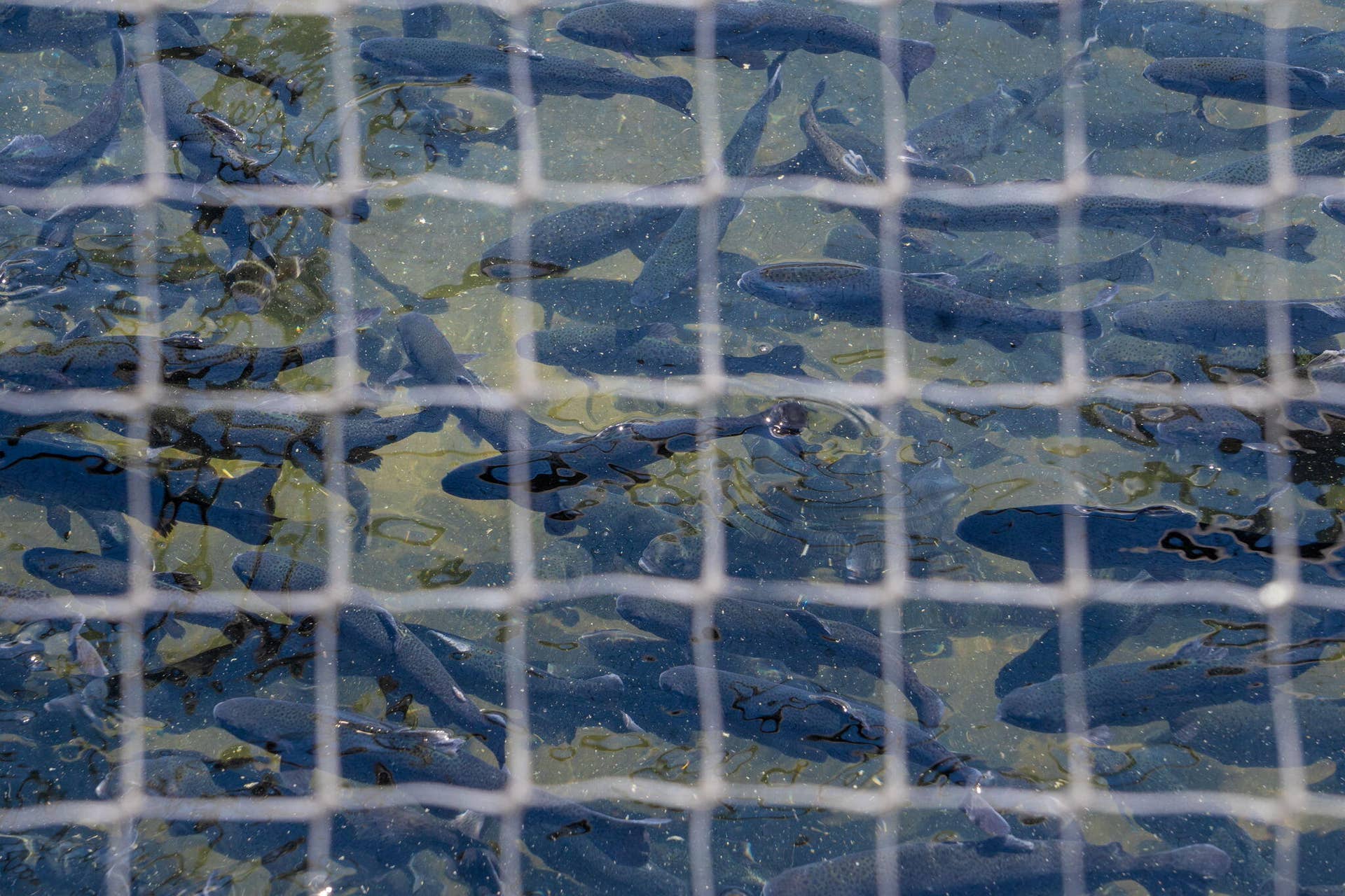 STATE PARK MARINA AND FISH HATCHERY  (9)
