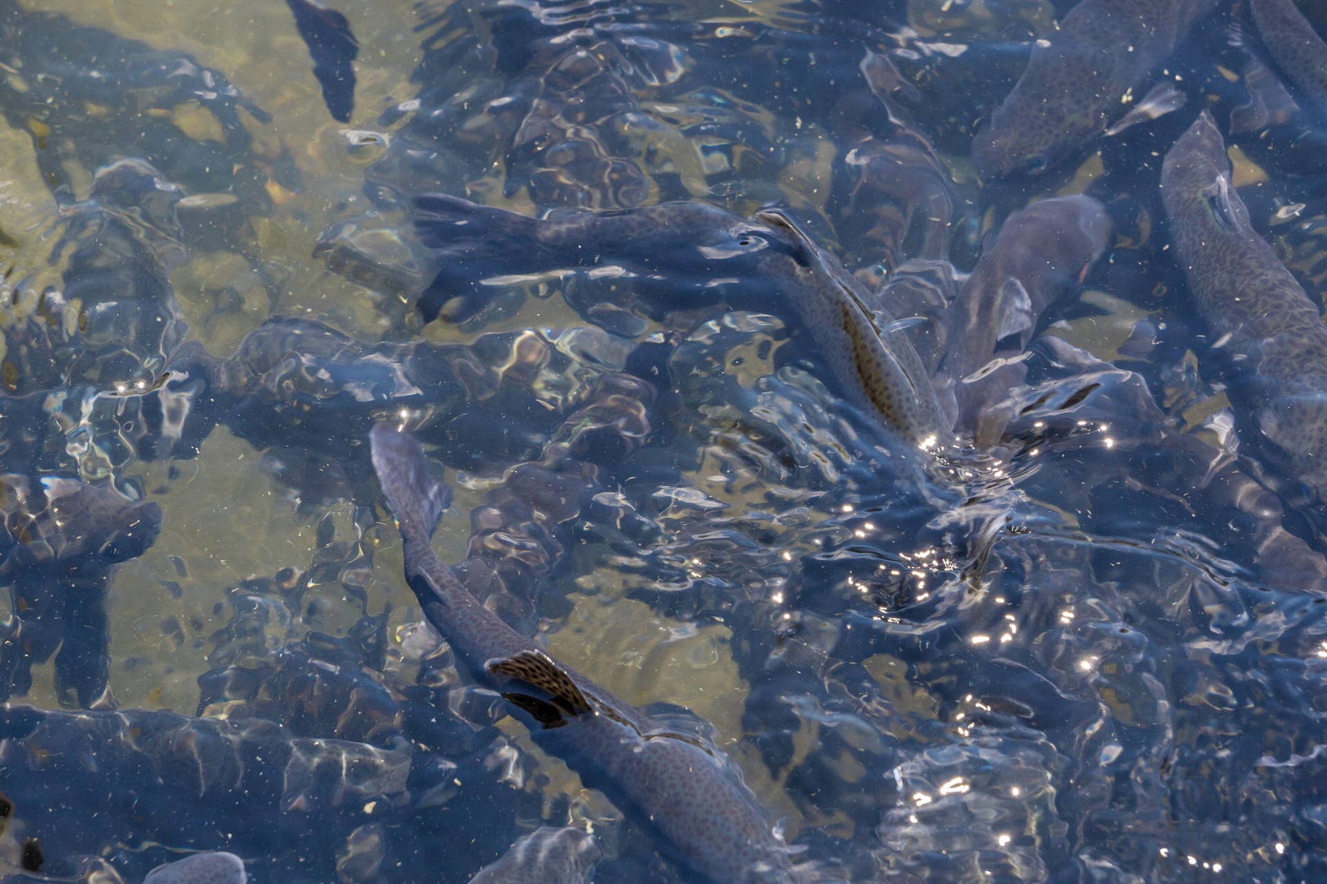 STATE PARK MARINA AND FISH HATCHERY  (10