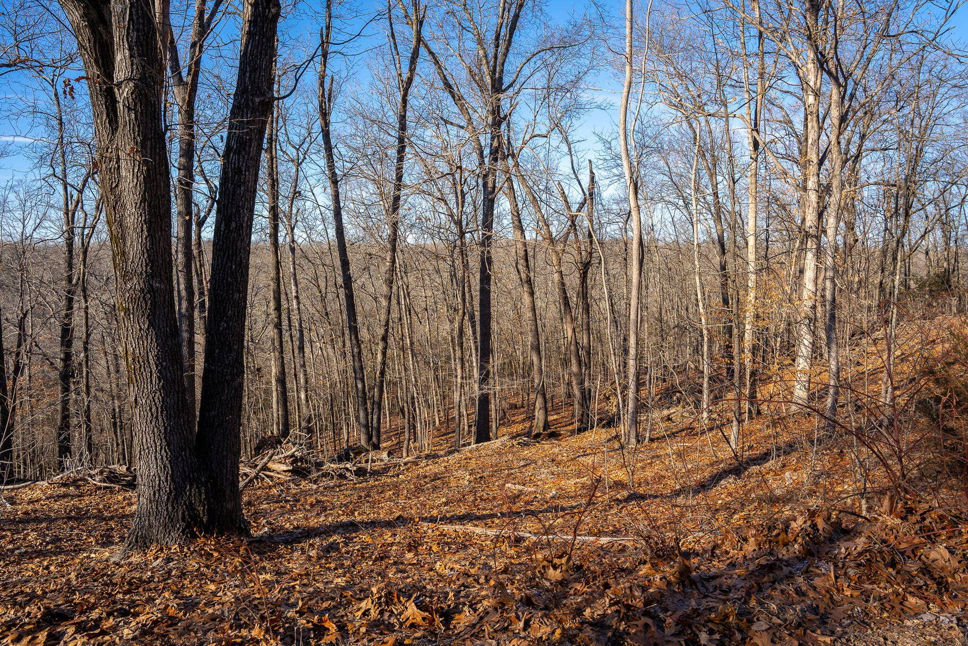 TBD-NORTHWOODS-DR-MATURE-HARDWOODS