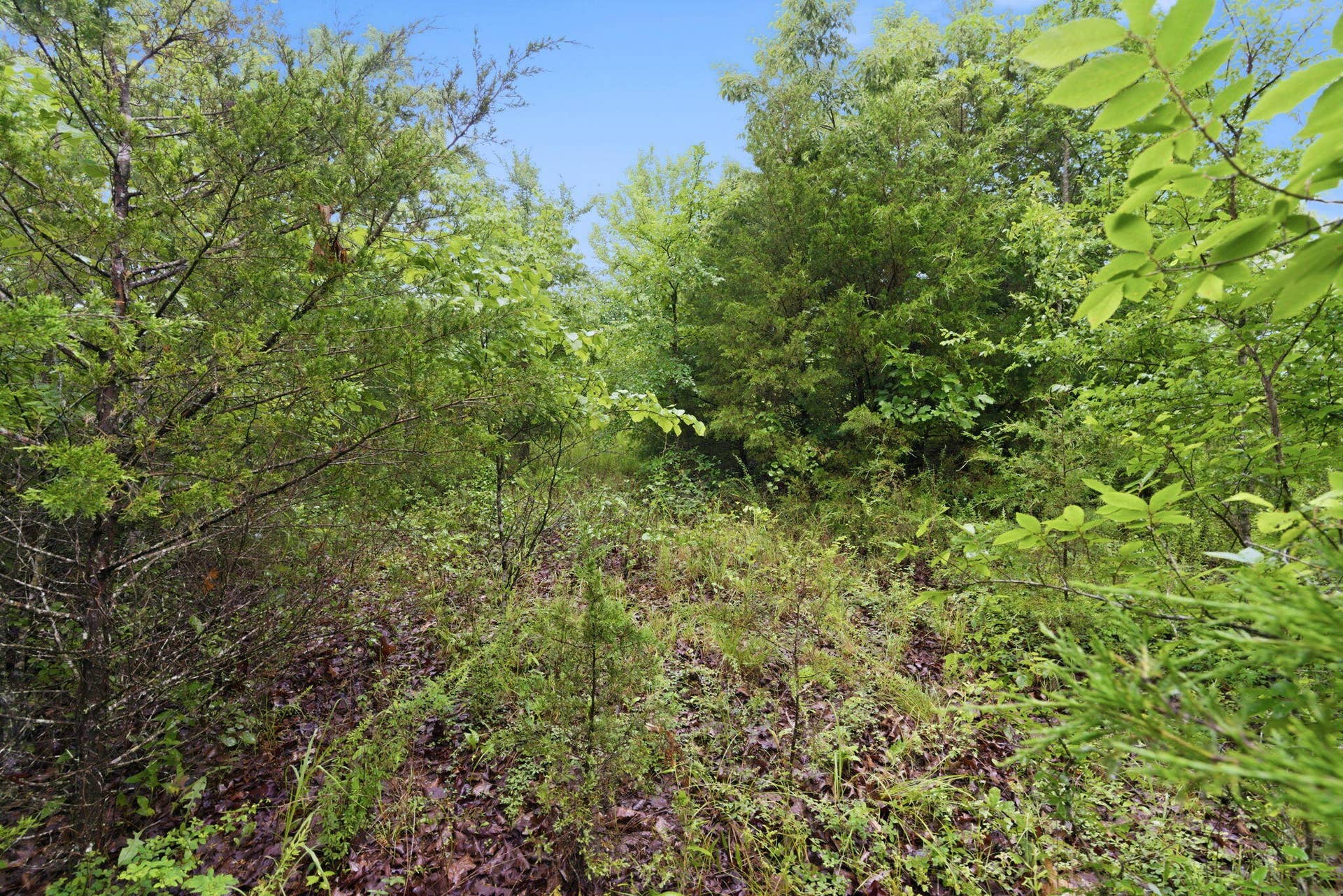 Lot 139 Beechwood Drive, Branson West, MO 65737 Nature's Blank Canvas