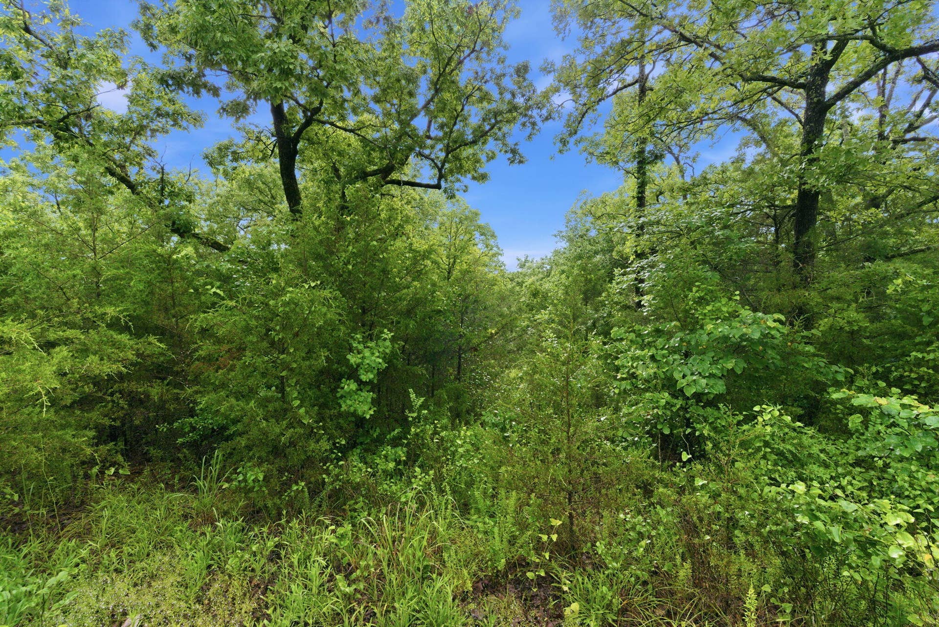 Lot 139 Beechwood Drive, Branson West, MO 65737 Level, Wooded Lot