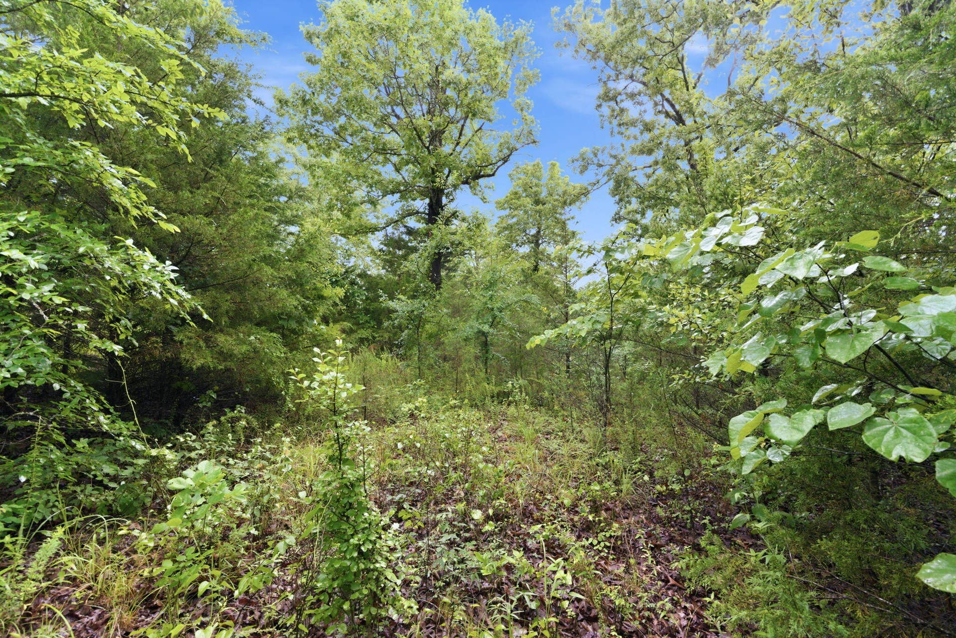 Lot 139 Beechwood Drive, Branson West, MO 65737 Bring Your Blueprints
