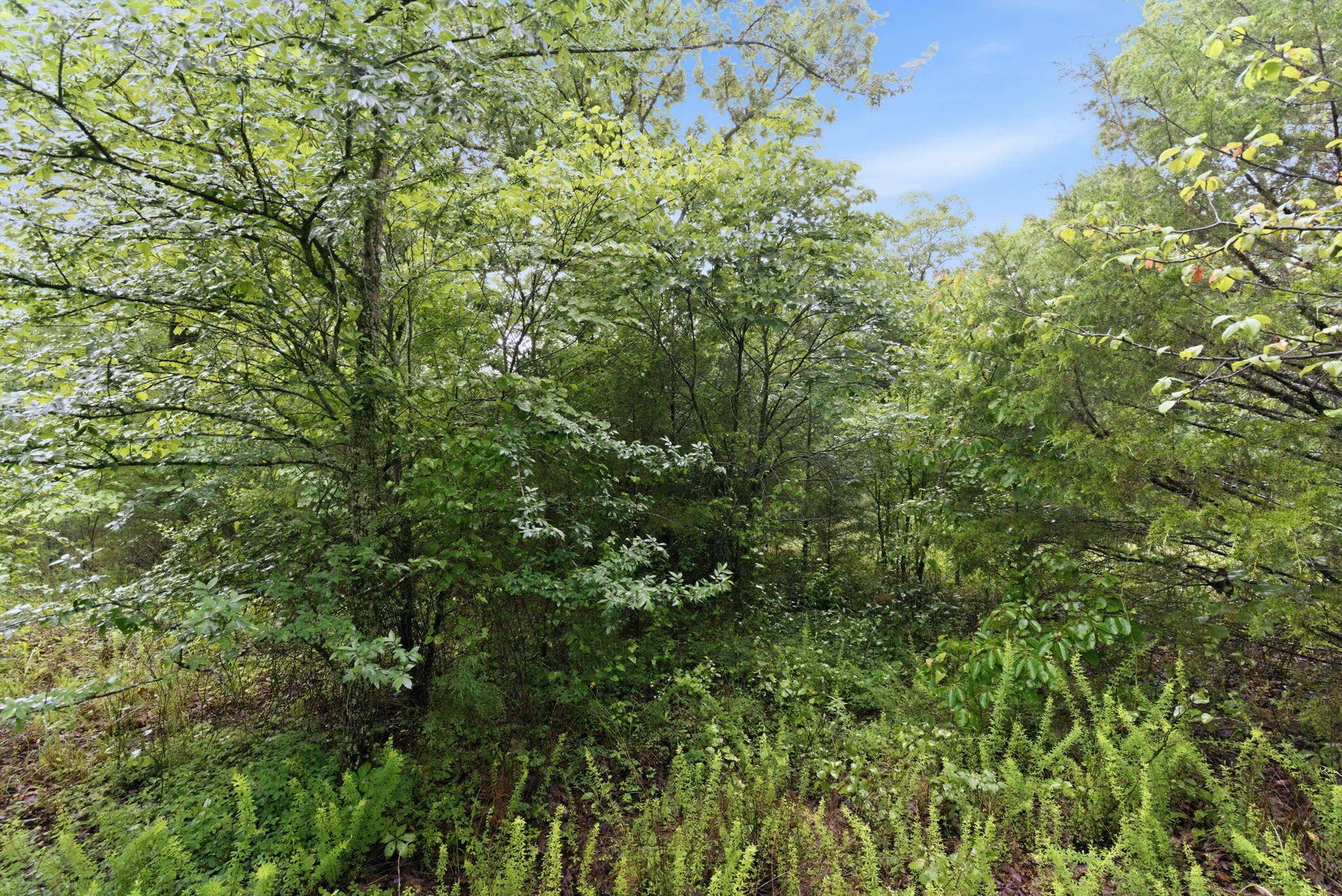 Lot 139 Beechwood Drive, Branson West, MO 65737 Build Your Dream Home