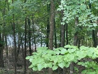20 Redbud Lane, Kimberling City, MO 65686 20 redbud view