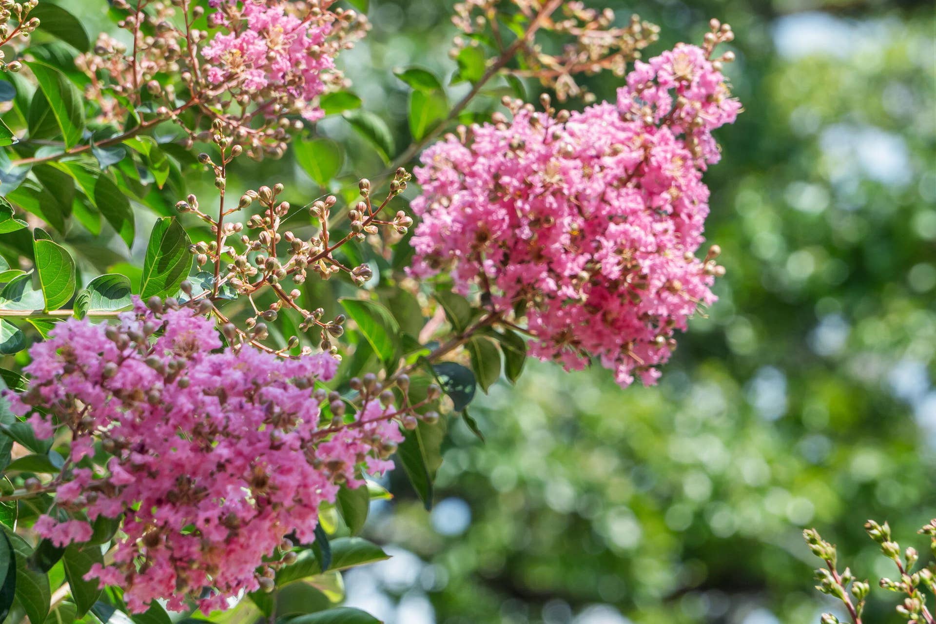 1-Hawthorne-St-Nature's-Beauty