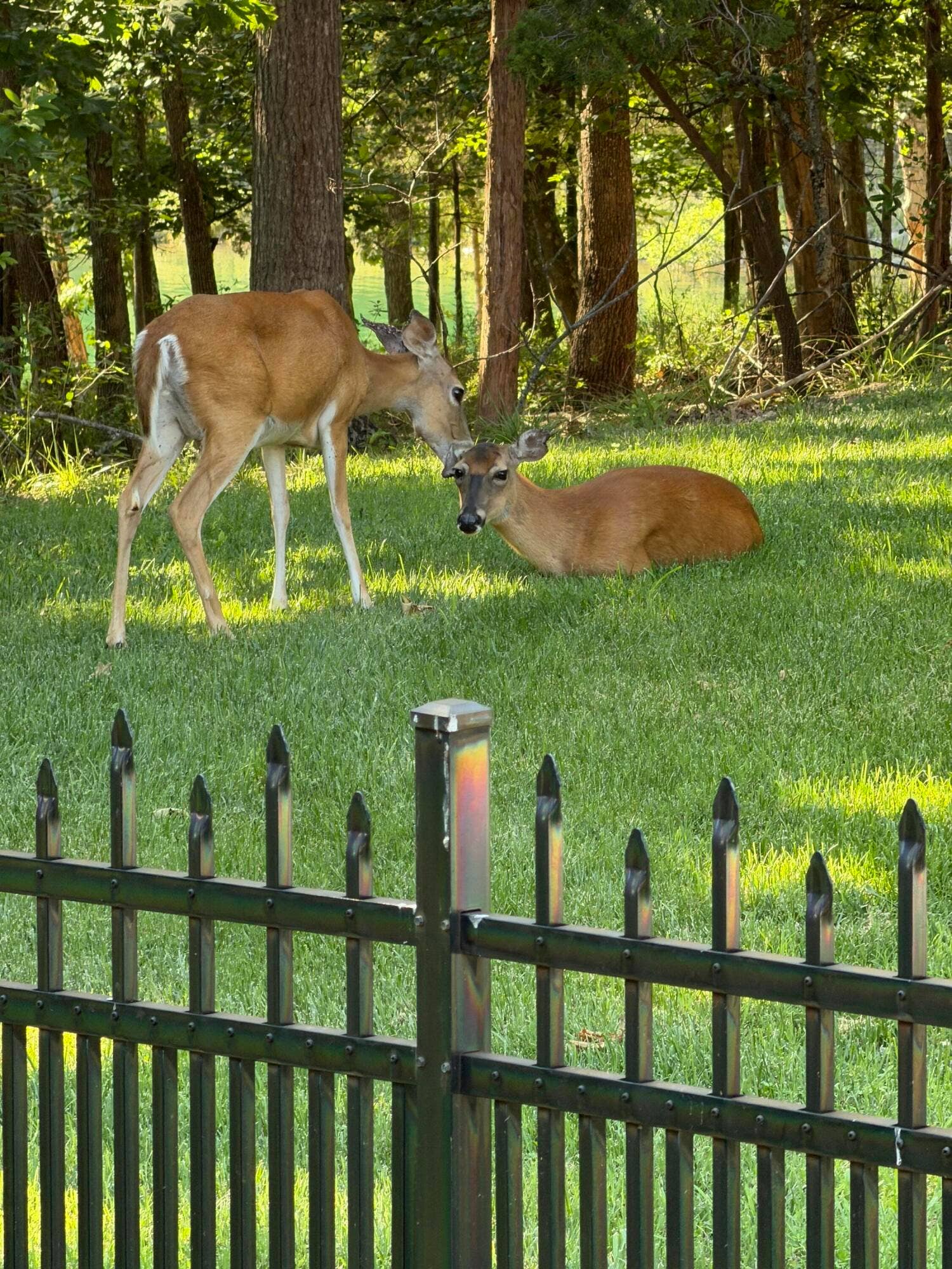 1517 Lake Bluff Drive, Branson West, MO 65737 Nature at your back Door