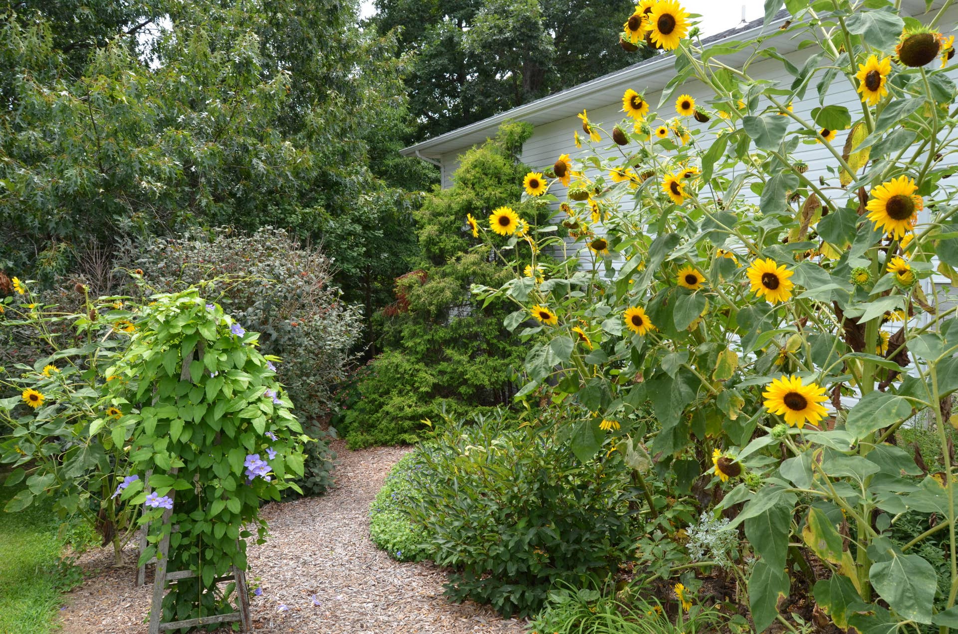 Flower Garden