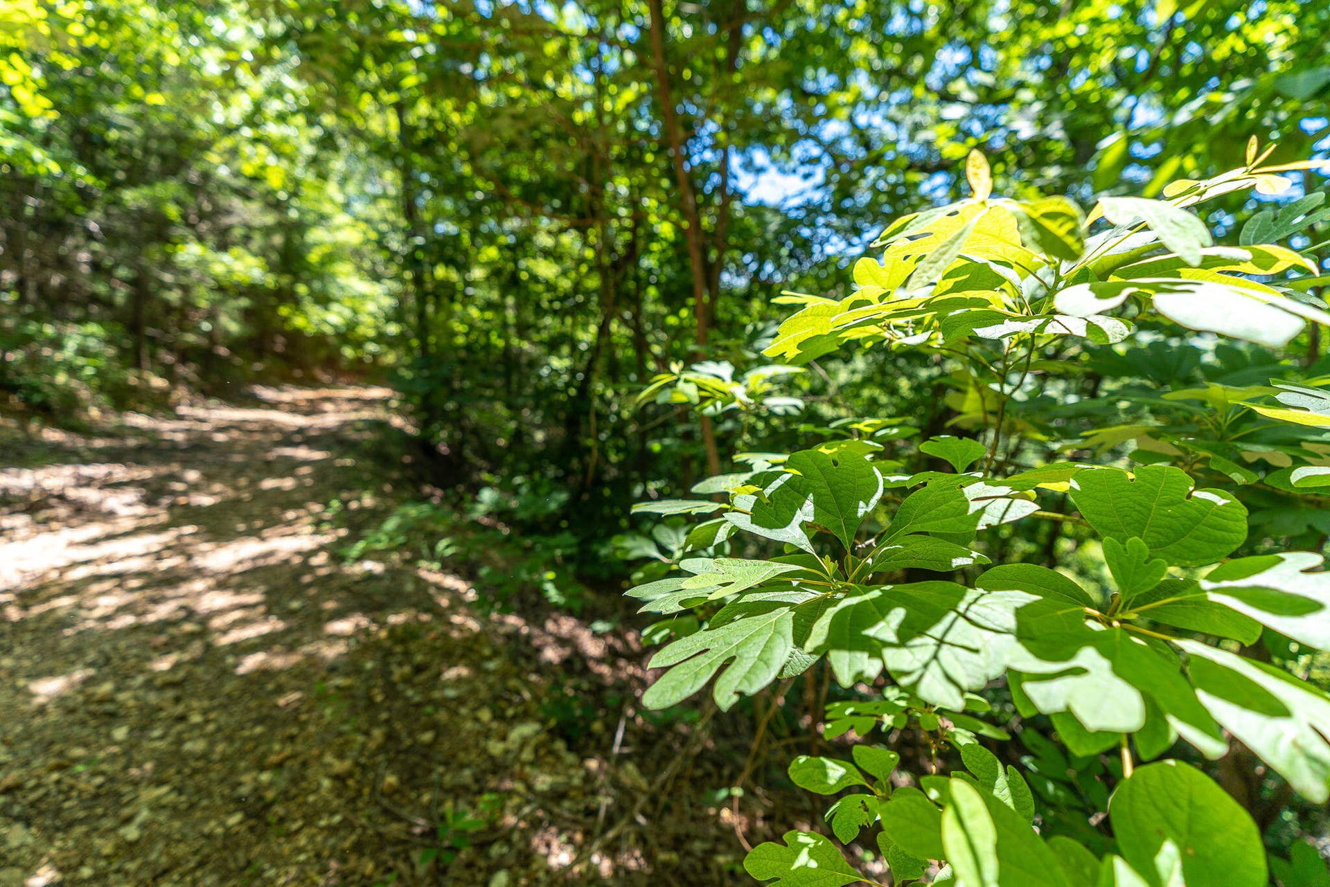 388 Notch Lane, #A, Reeds Spring, MO 65737 Nightly Rental Condo Table Rock Lake