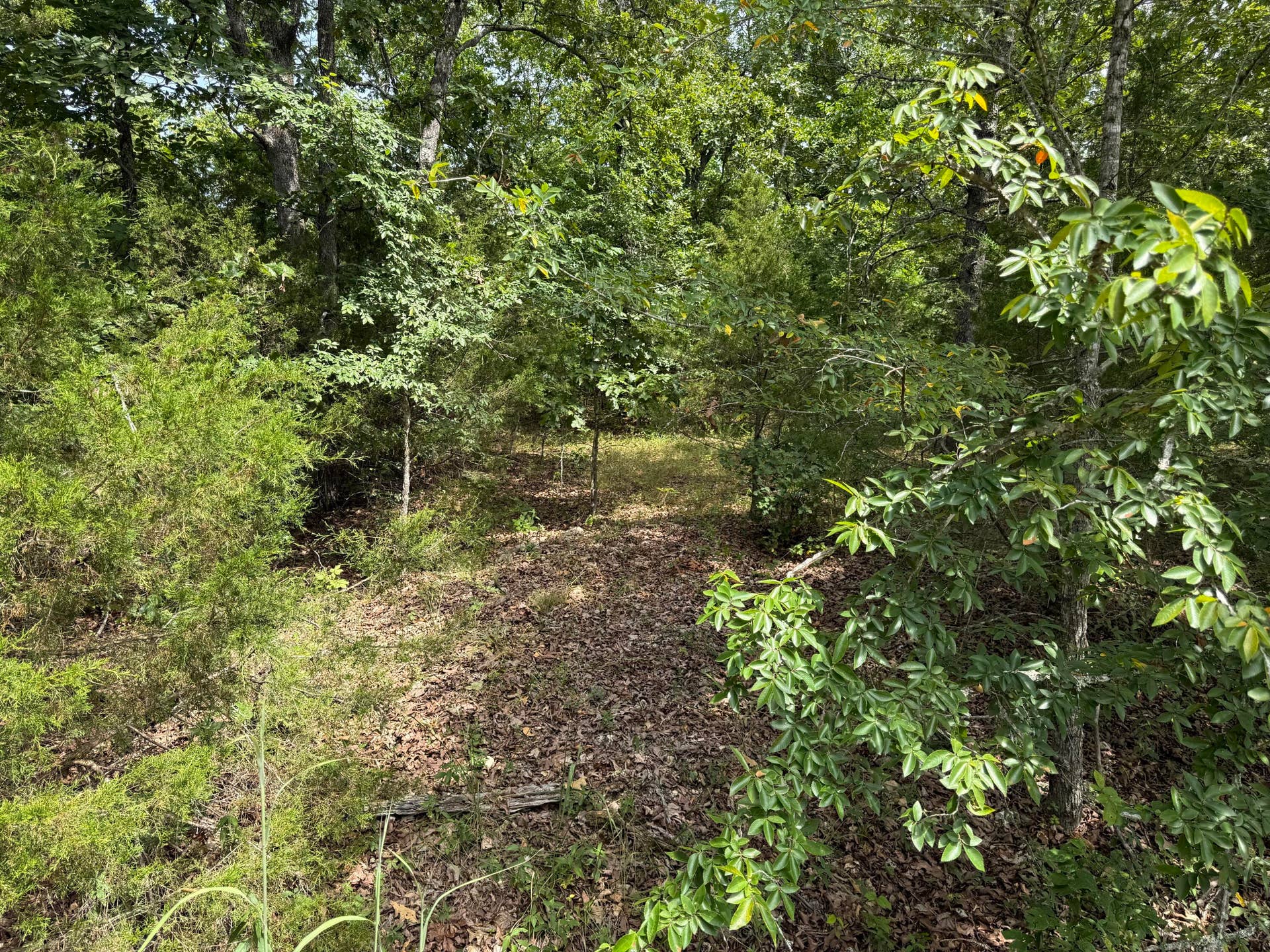 55 Cattail Court, Branson West, MO 65737 Photo Jul 28 2026, 11 40 31 AM