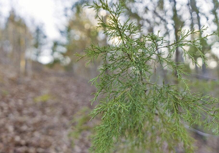 893-Hidden-Springs-Ln-Nature-Retreat
