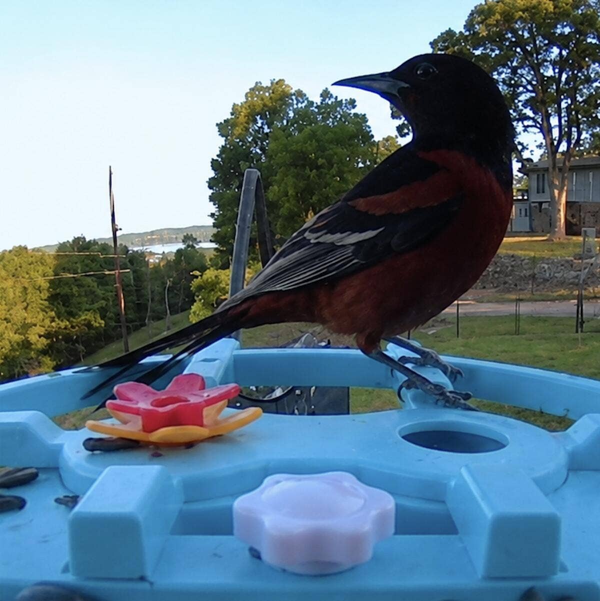 30 Hickory Drive, Kimberling City, MO 65686 30-Hickory-Dr-Feathered-Friends