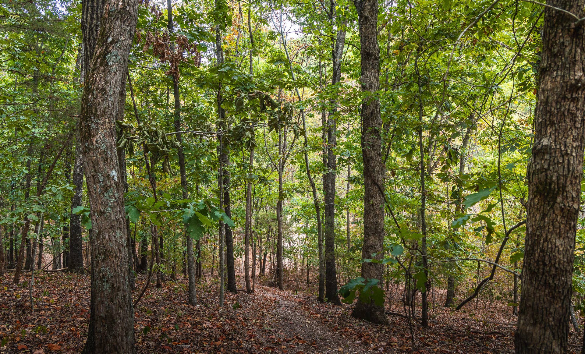 1190 Us Highway 160, Reeds Spring, MO 65737 7U8A3609