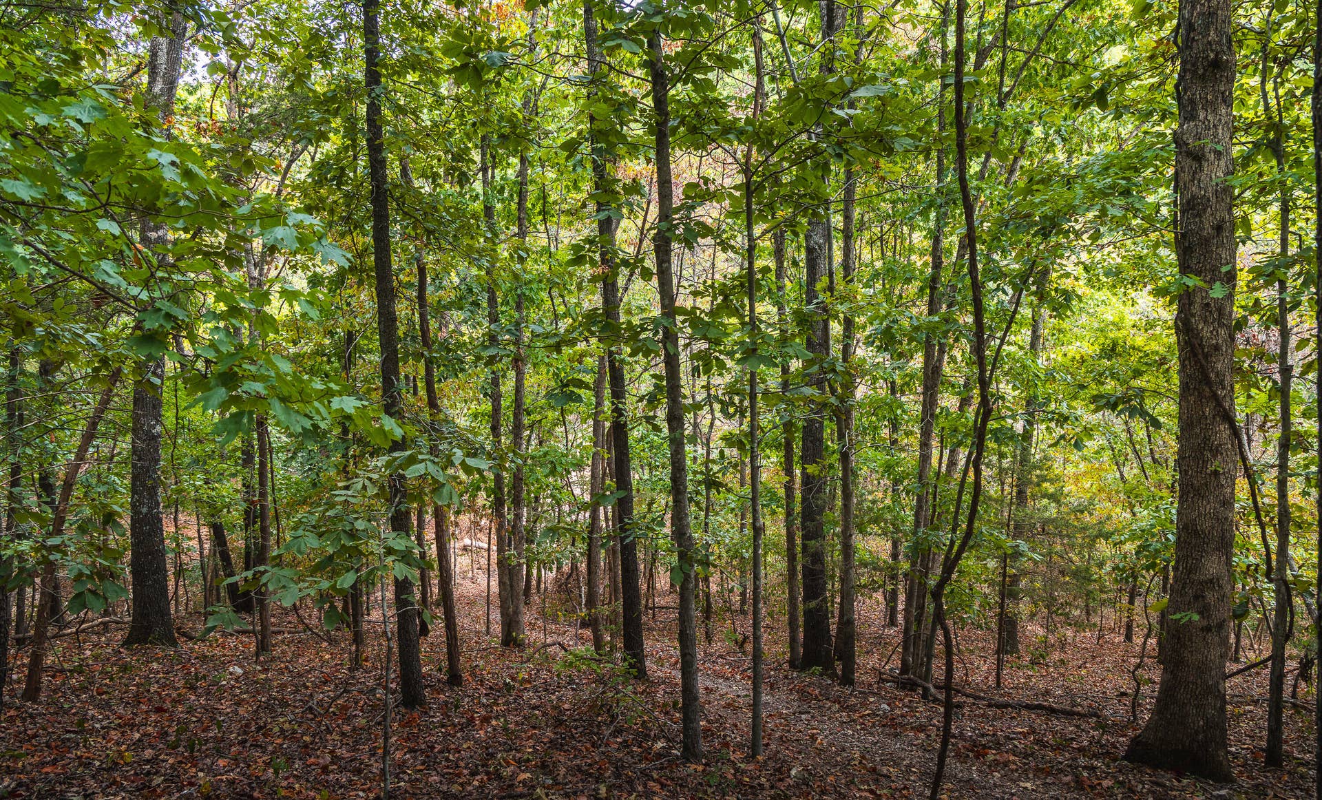 1190 Us Highway 160, Reeds Spring, MO 65737 7U8A3608