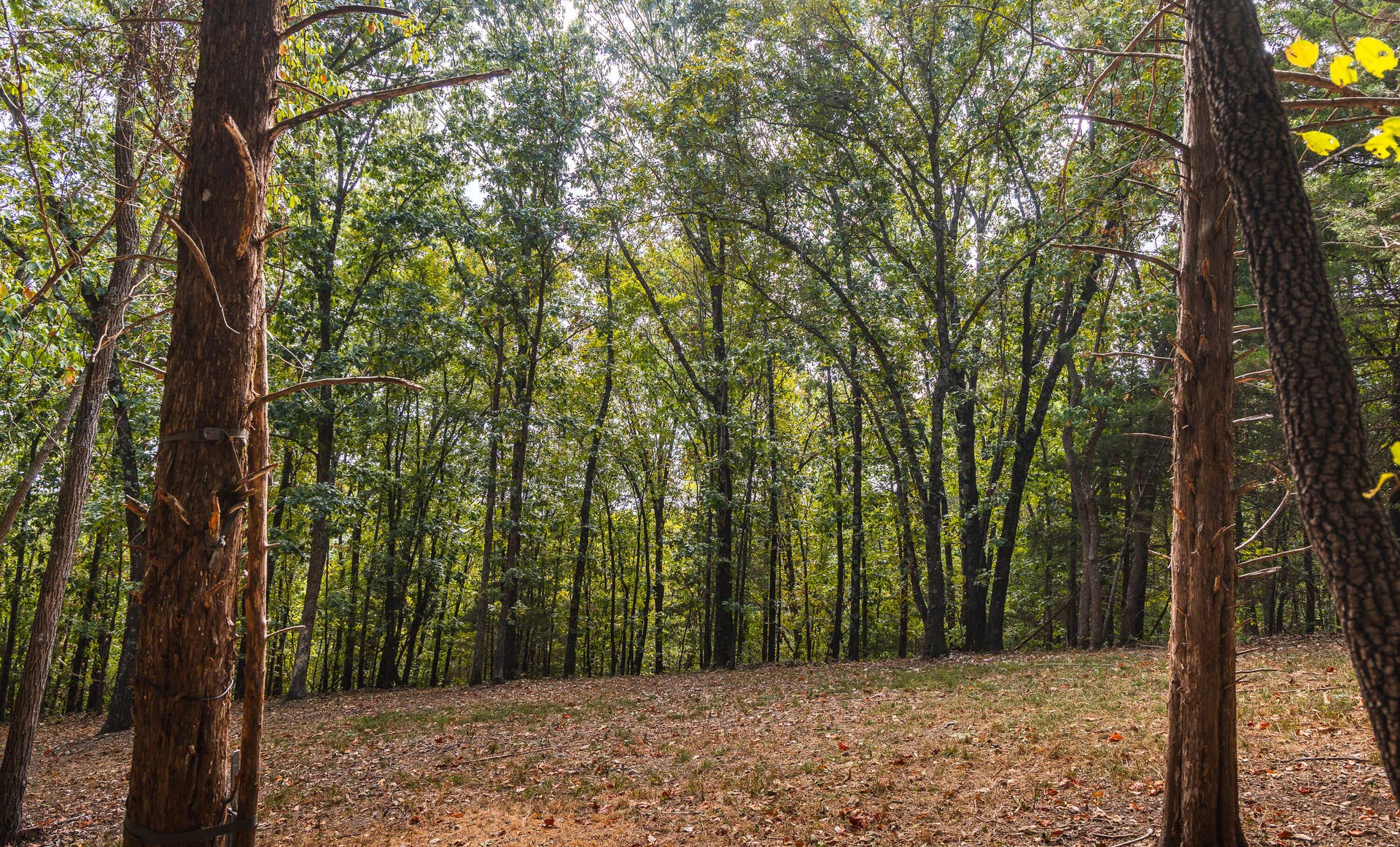 1190 Us Highway 160, Reeds Spring, MO 65737 7U8A3603