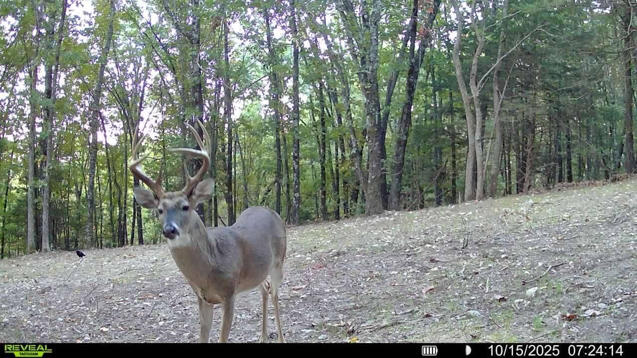 1190 Us Highway 160, Reeds Spring, MO 65737 1000050059