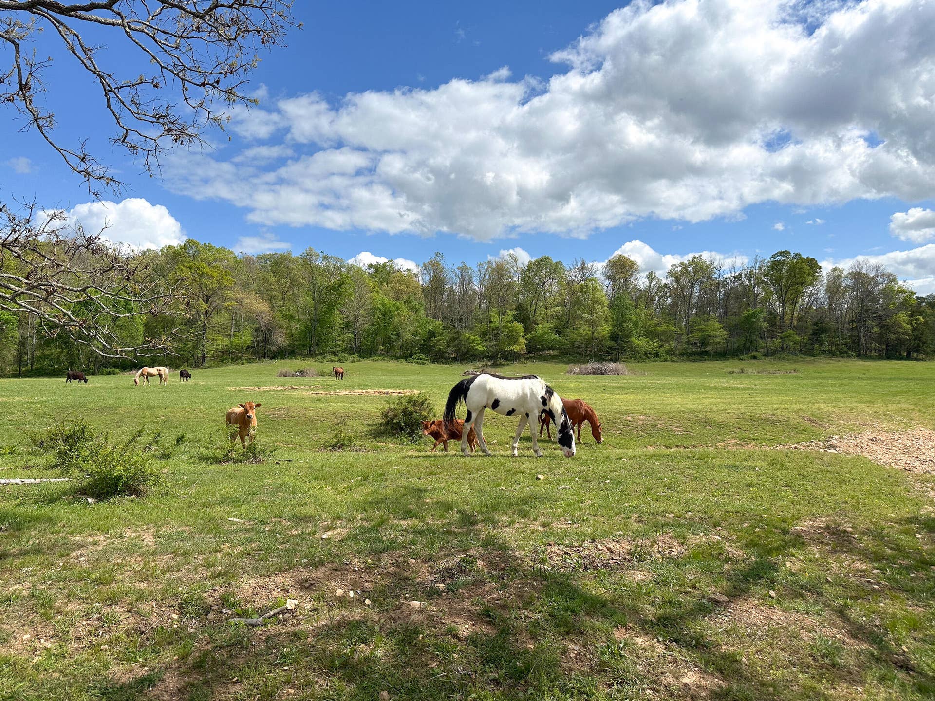 Ranch for Sale