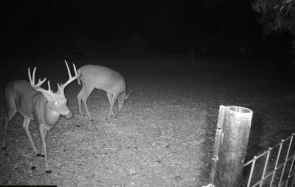 Deer 10/1/2026