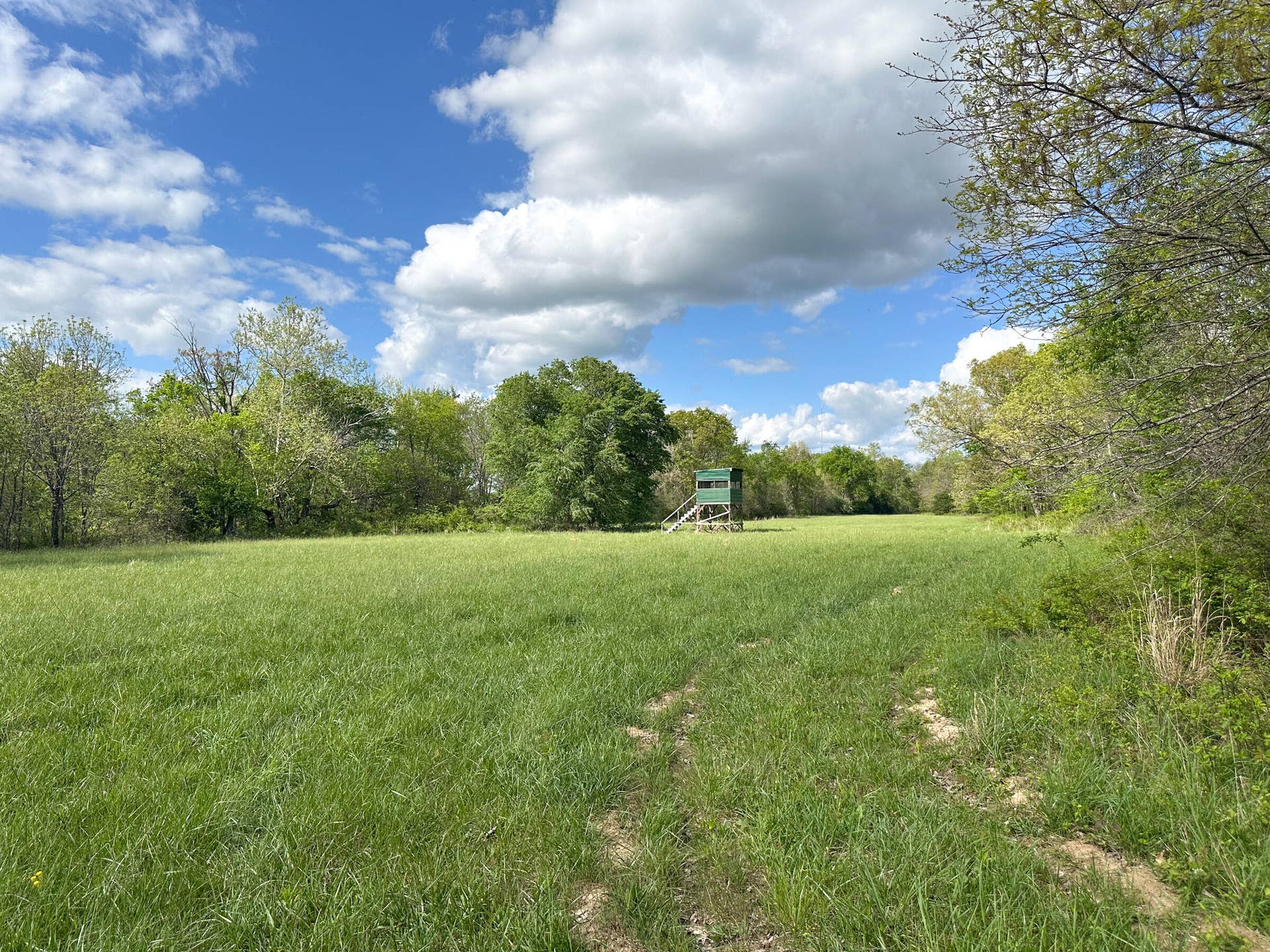 Cattle, Horses, Hay Ground, Hunting
