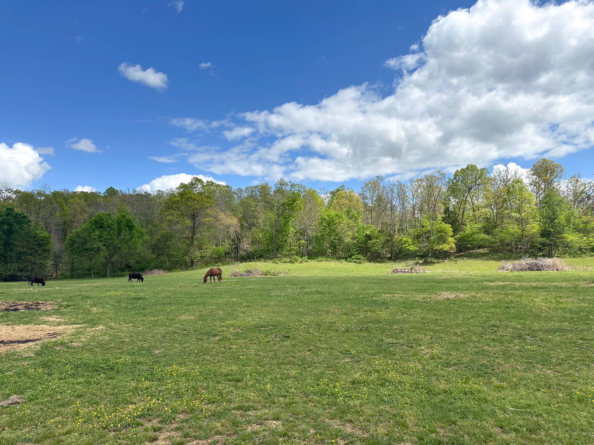 Pasture